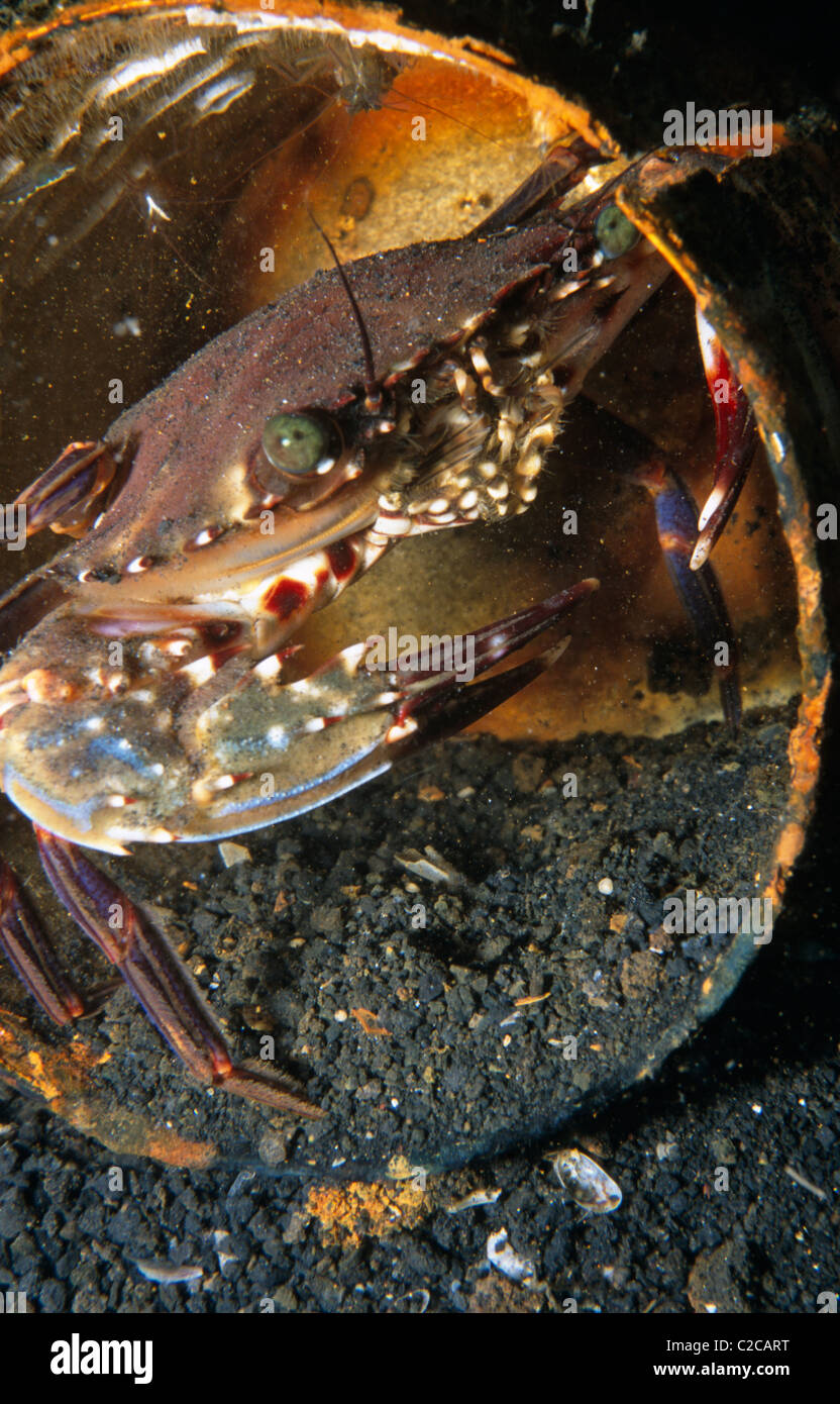 Ridged Swimming Crab, Charybdis natator, in tin can, Lembeh Straits, near Bitung, Sulawesi, Indonesia, Asia Stock Photo
