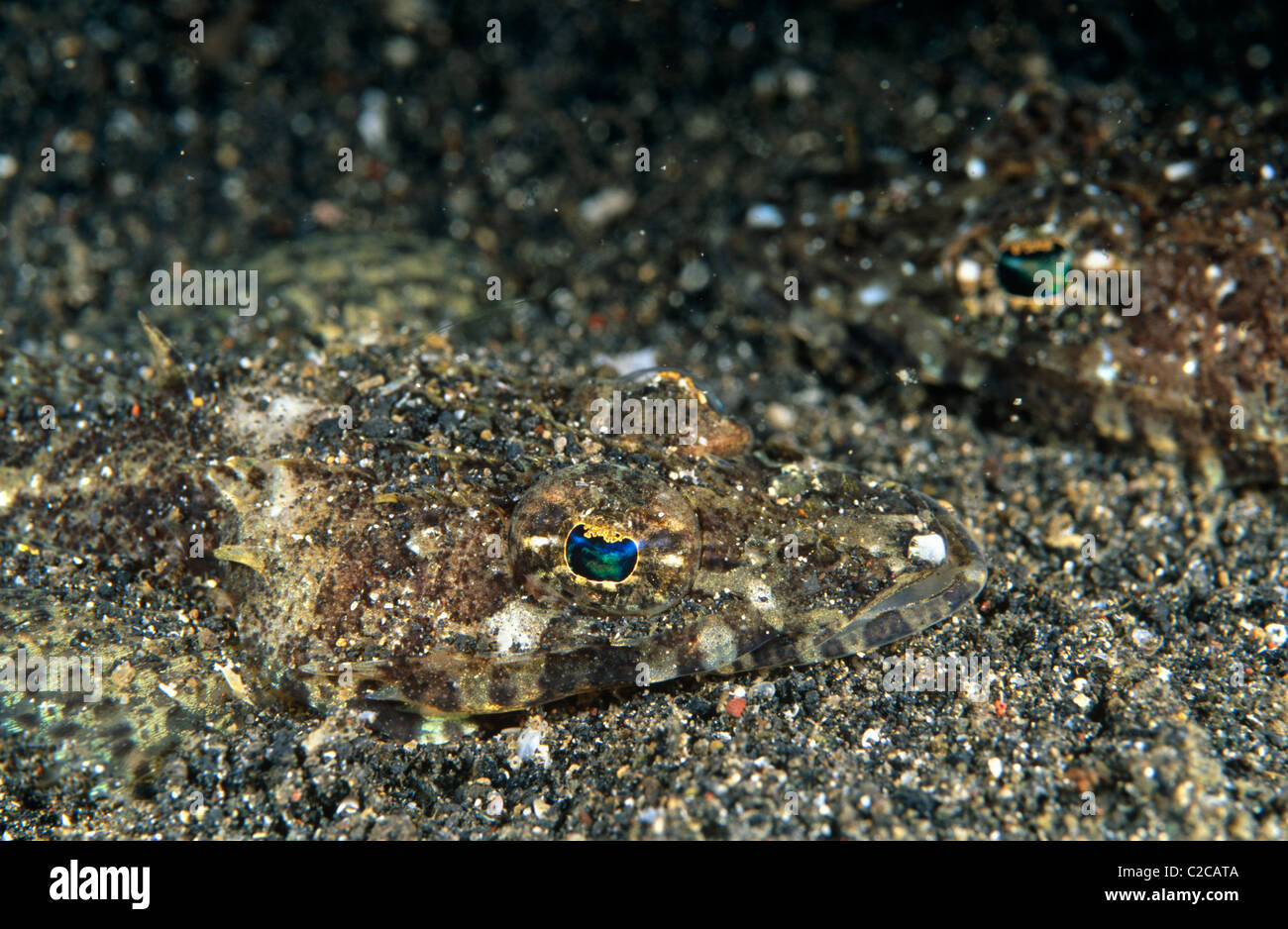Pair of Celebes Flathead, Thysanophrys celebicus, buried in sand, Lembeh Straits, near Bitung, Sulawesi, Indonesia, Asia Stock Photo