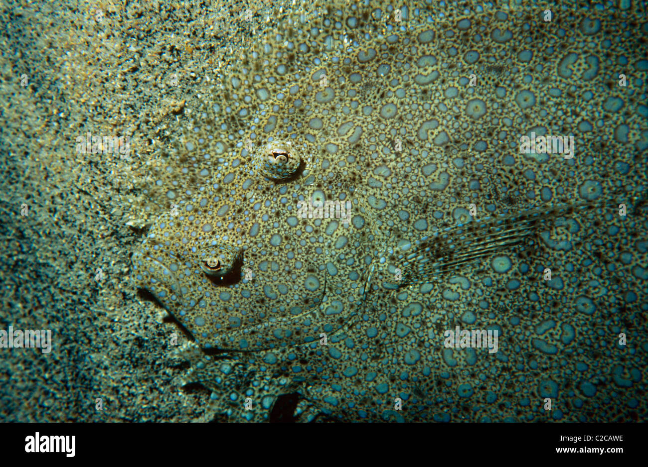 Peacock flounder, Bothus mancus, Okoe Bay, Hawaiian Islands, USA Stock