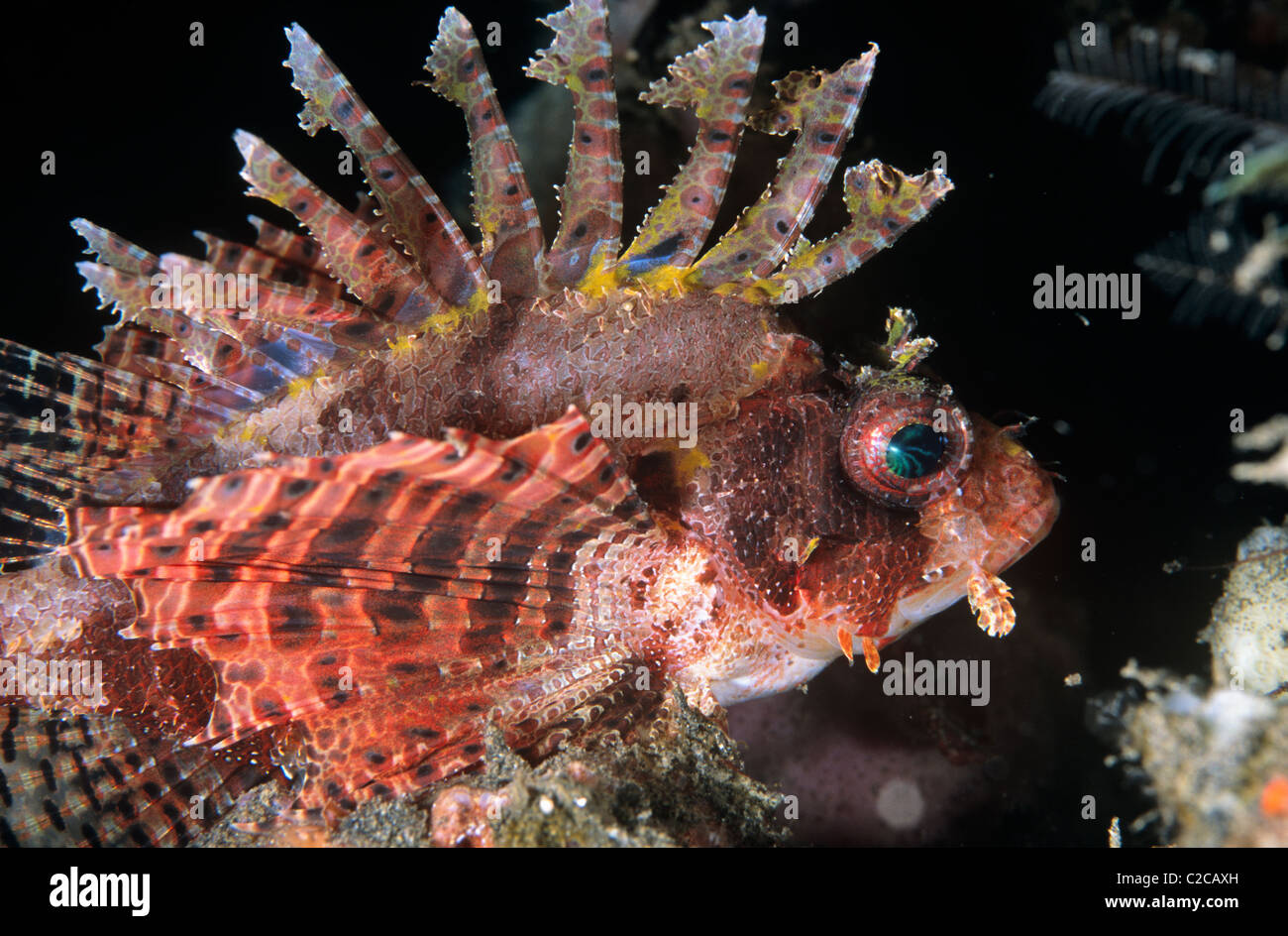 Shortfin Lionfish, Dendrochirus brachypterus, with extended fins, Lembeh Straits, near Bitung, Sulawesi, Indonesia, Asia Stock Photo