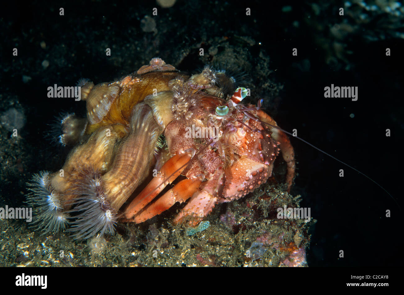 Anemone Hermit Crab, Dardanus pedunculatus, with Sea Anemones, Calliactis polypus, on shell, Lembeh Straits, near Bitung, Sulawesi, Indonesia, Asia Stock Photo