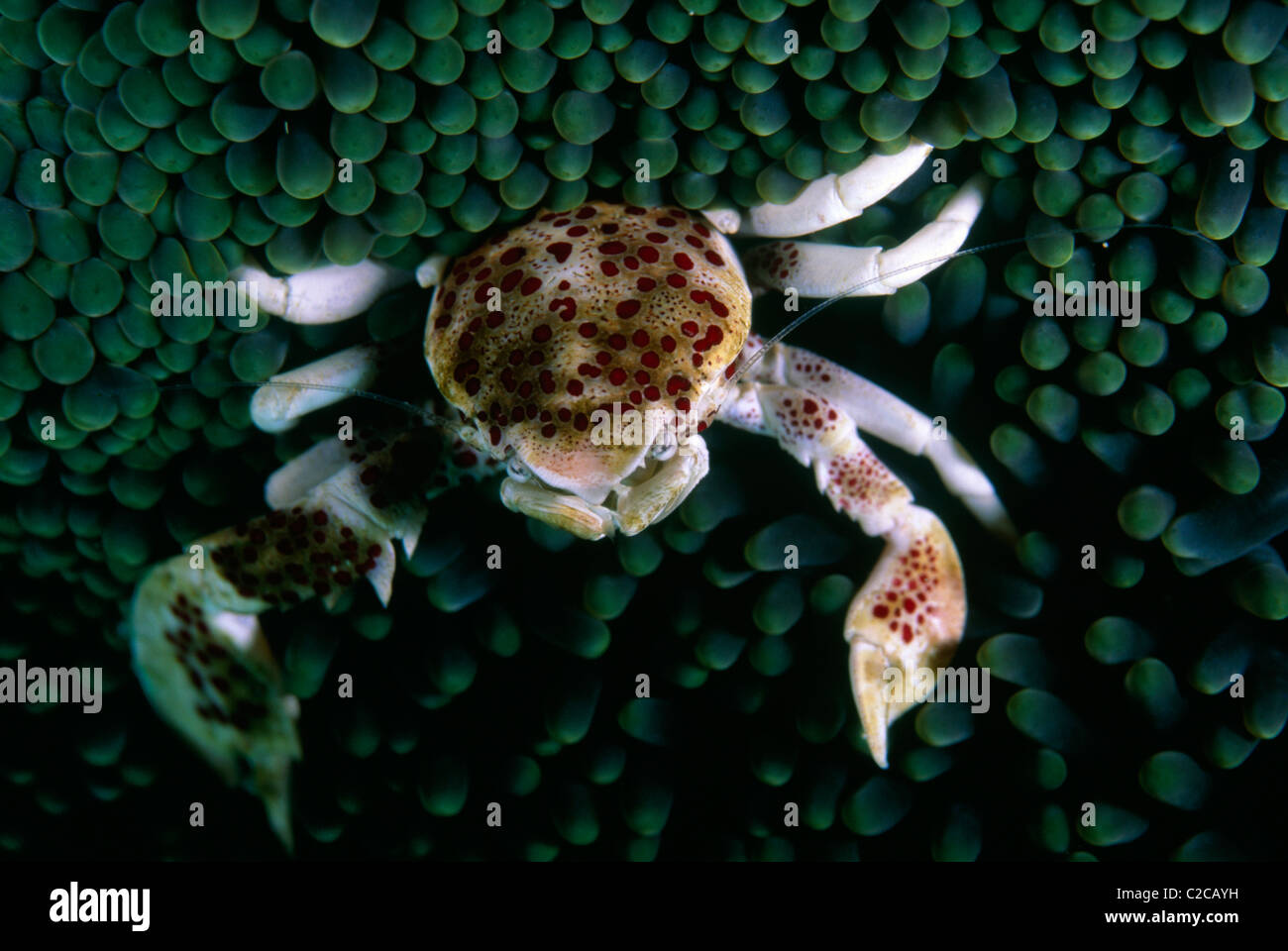 Porcelain Crab, Neopetrolisthes maculatus, on Giant Carpet Anemone, Stichodactyla gigantea, Gili Lawa, Komodo Island, Indonesia, Asia Stock Photo