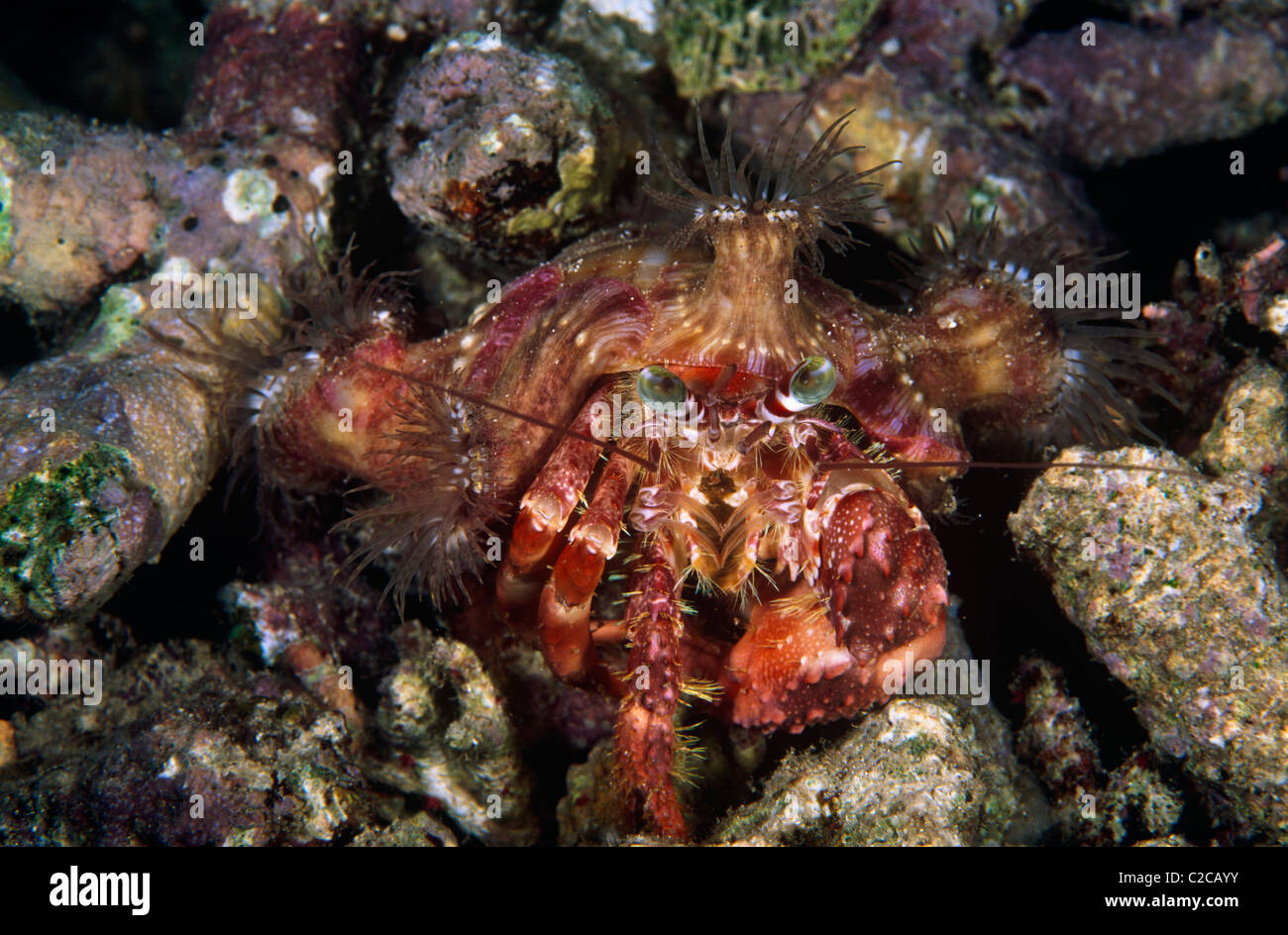 Anemone Hermit Crab, Dardanus pedunculatus, with Sea Anemones, Calliactis polypus, on shell, South Gam Island, Raja Ampat, West Papua, Indonesia Stock Photo
