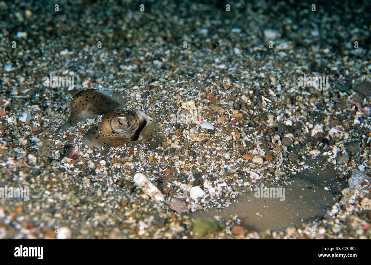 Blue-spotted Fantail Ray, Taeniura lymna, buried in sand, Lembeh Straits, near Bitung, Sulawesi, Indonesia, Asia Stock Photo