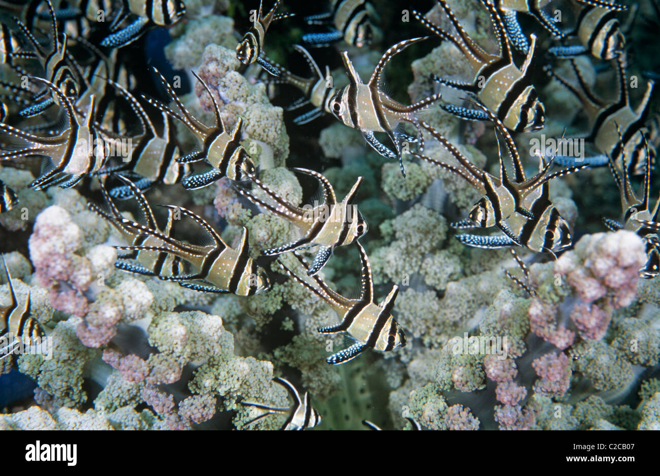 School of Banggai Cardinalfish, Pterapogon kauderni, in Branching Anemone, Actinodendron glomeratum, Lembeh Straits, near Bitung, Sulawesi, Indonesia Stock Photo