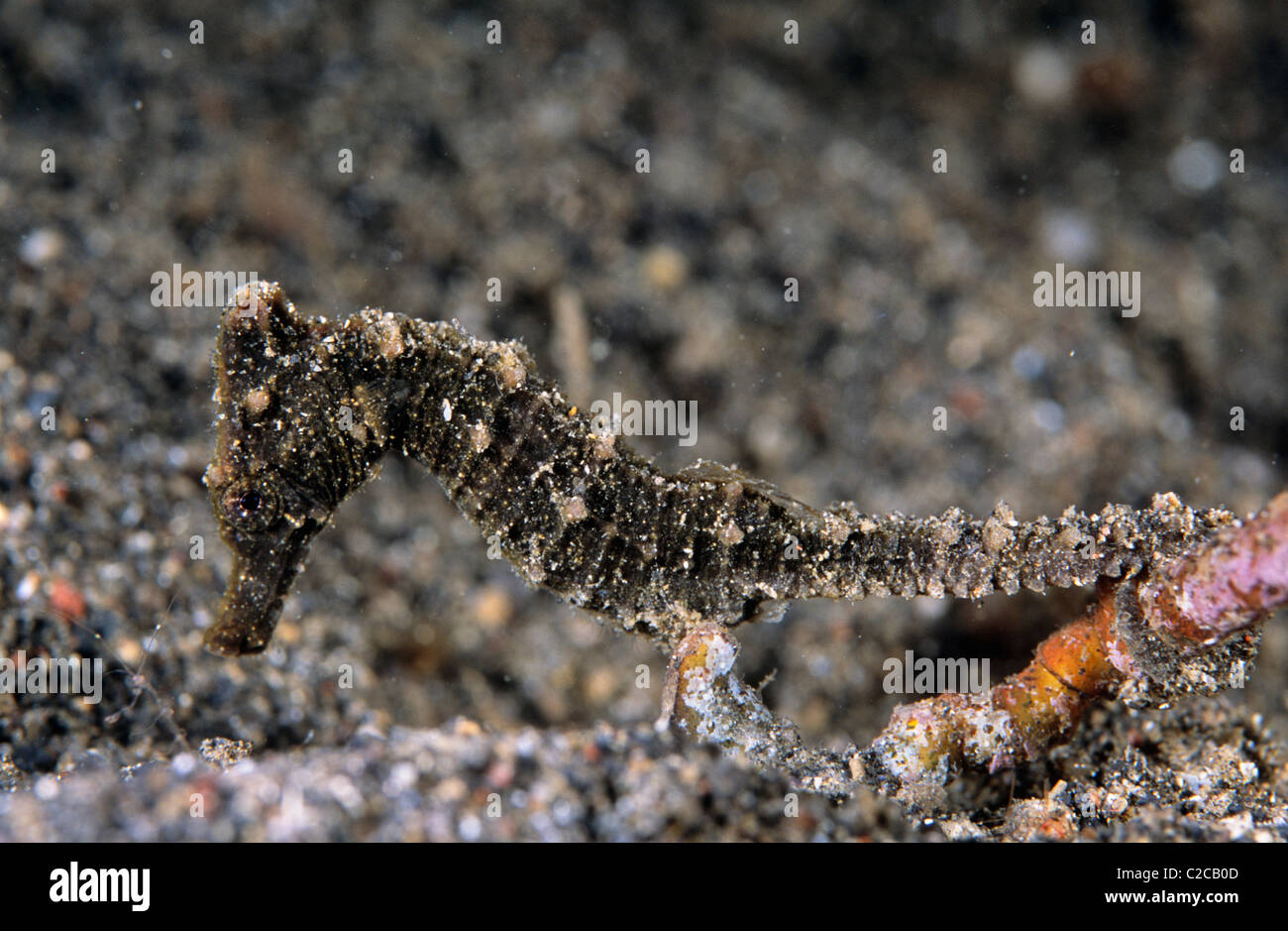 Estuary Seahorse, Hippocampus kuda, Lembeh Straits, near Bitung, Sulawesi, Indonesia, Asia Stock Photo