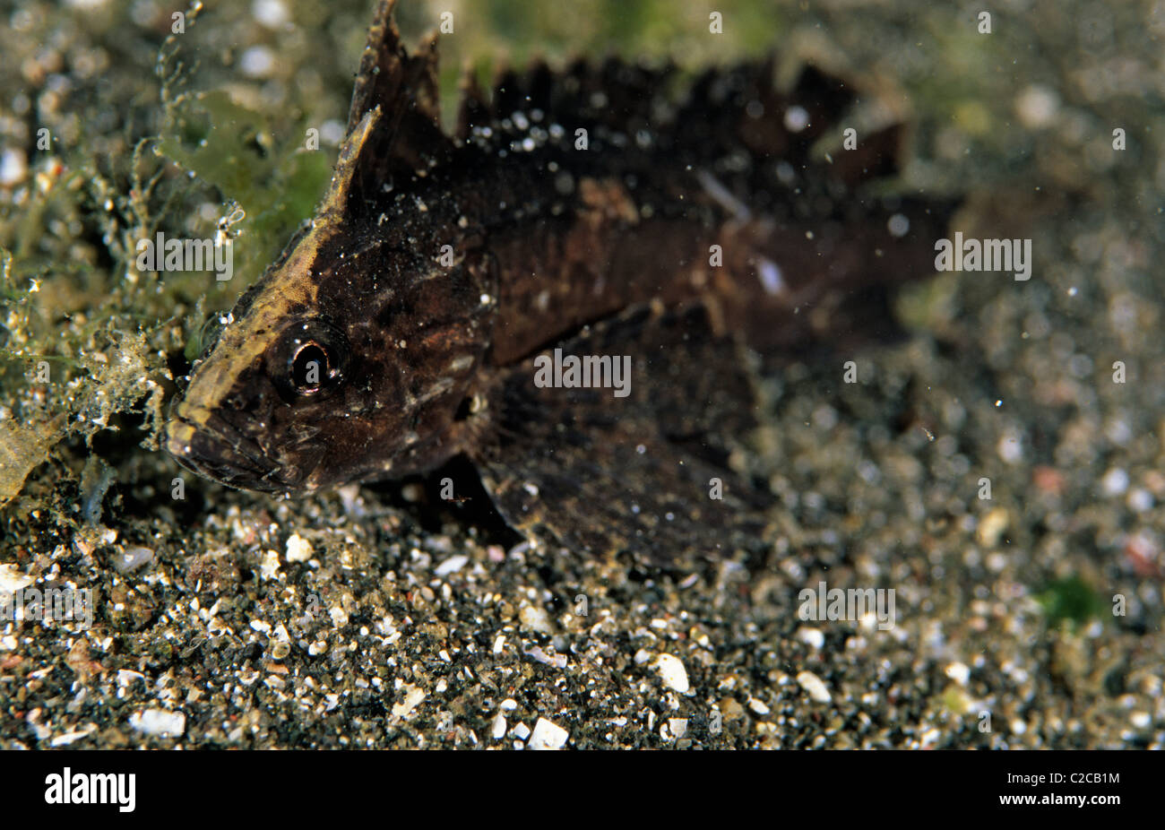 Black Waspfish, Tetraroge niger, Secret Bay, Gilimanuk, Bali, Indonesia, Asia Stock Photo