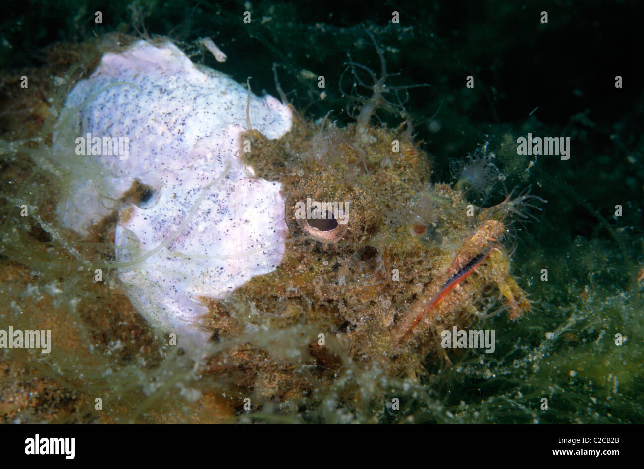 False Scorpionfish, Scorpaenopsis diabolus, Lembeh Straits, near Bitung, Sulawesi, Indonesia, Asia Stock Photo