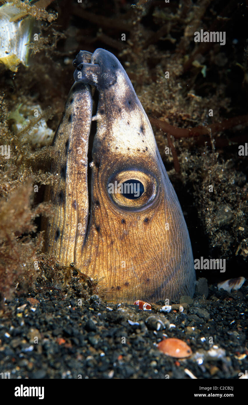 Highfin Snake Eel, Ophichthus altipennis, Lembeh Straits, near Bitung, Sulawesi, Indonesia, Asia Stock Photo