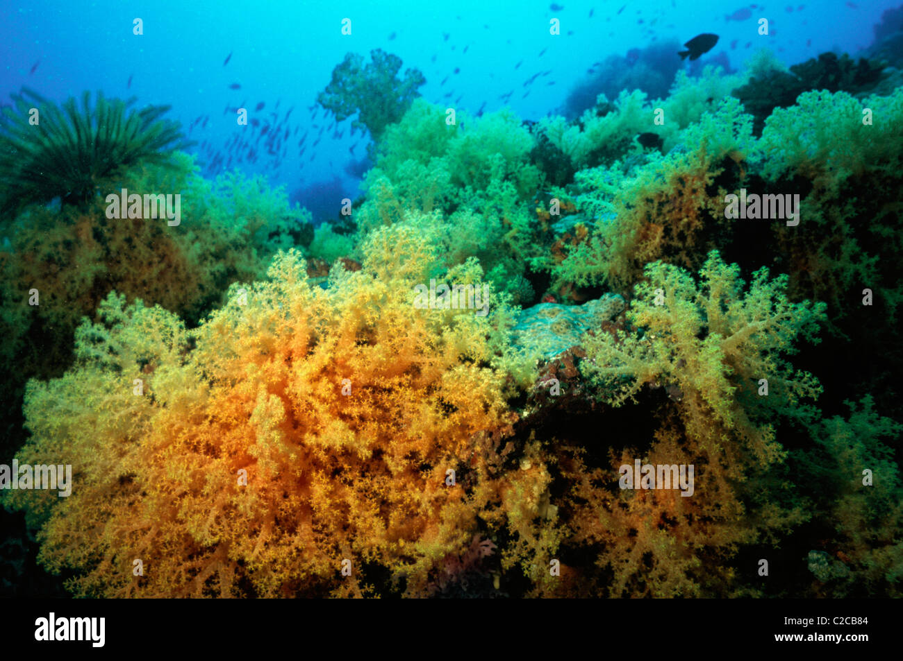 Soft Coral, Dendronephthya sp, Tufi, Papua New Guinea, Oceania Stock Photo