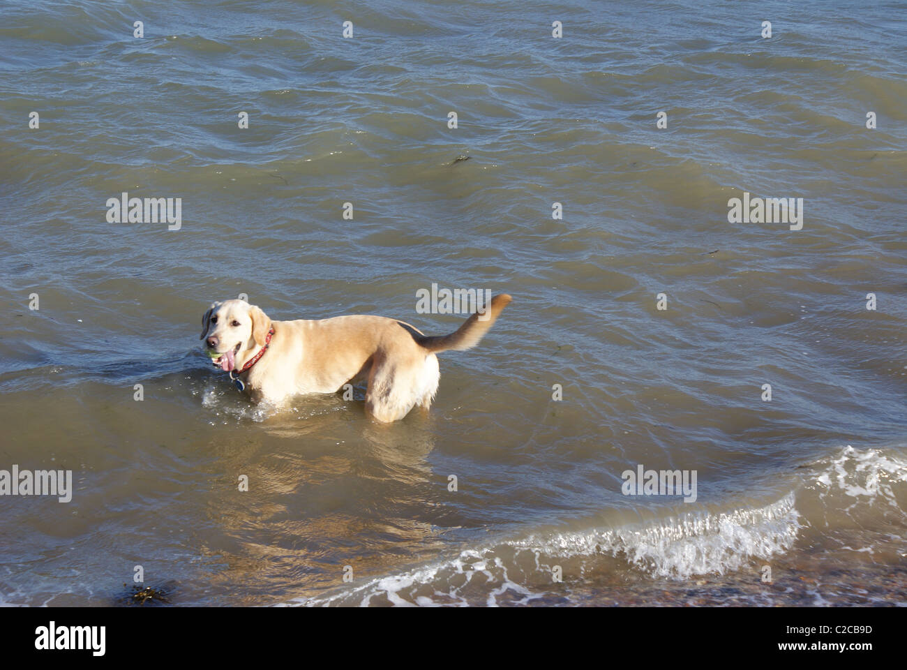 Dog in water Stock Photo Alamy