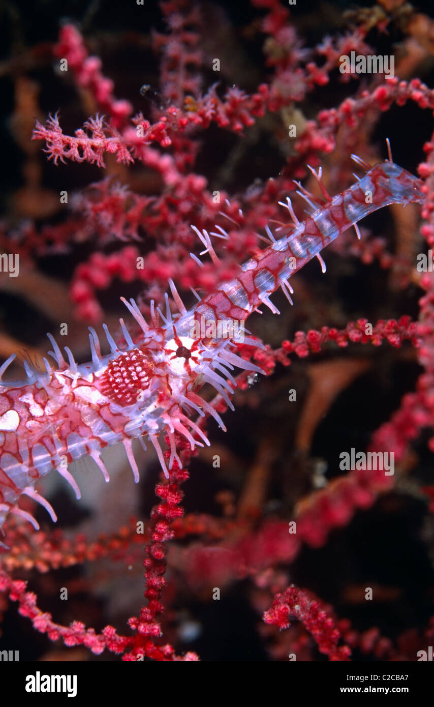 Ornate Ghostpipefish, Solenostomus paradoxus, camouflaged against sea fan, Lembeh Straits, near Bitung, Sulawesi, Indonesia, Asia Stock Photo