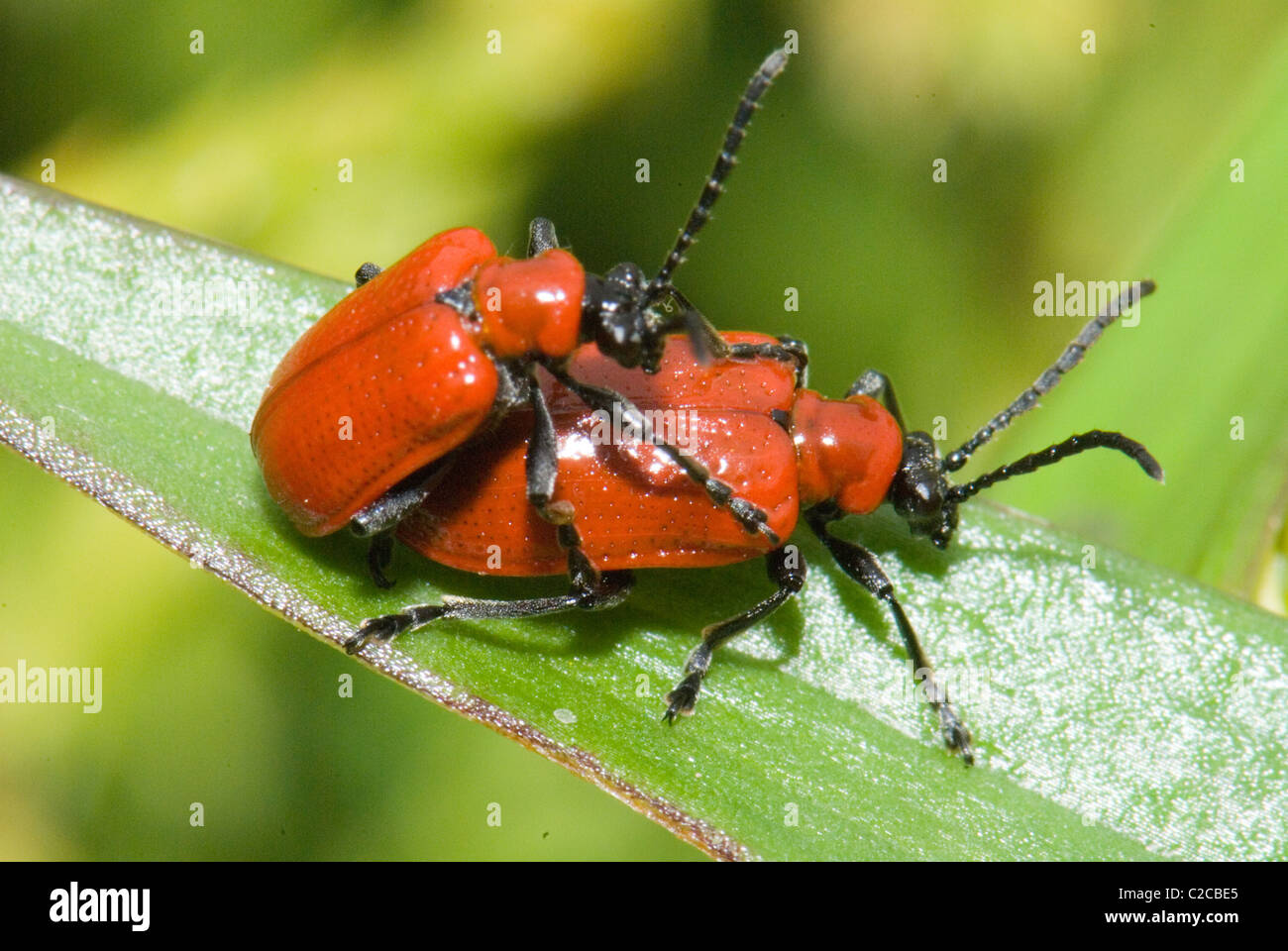 Two lily beetles, Lilioceris lilii, mating on the strap-like leaves of a lily (lilium) Stock Photo