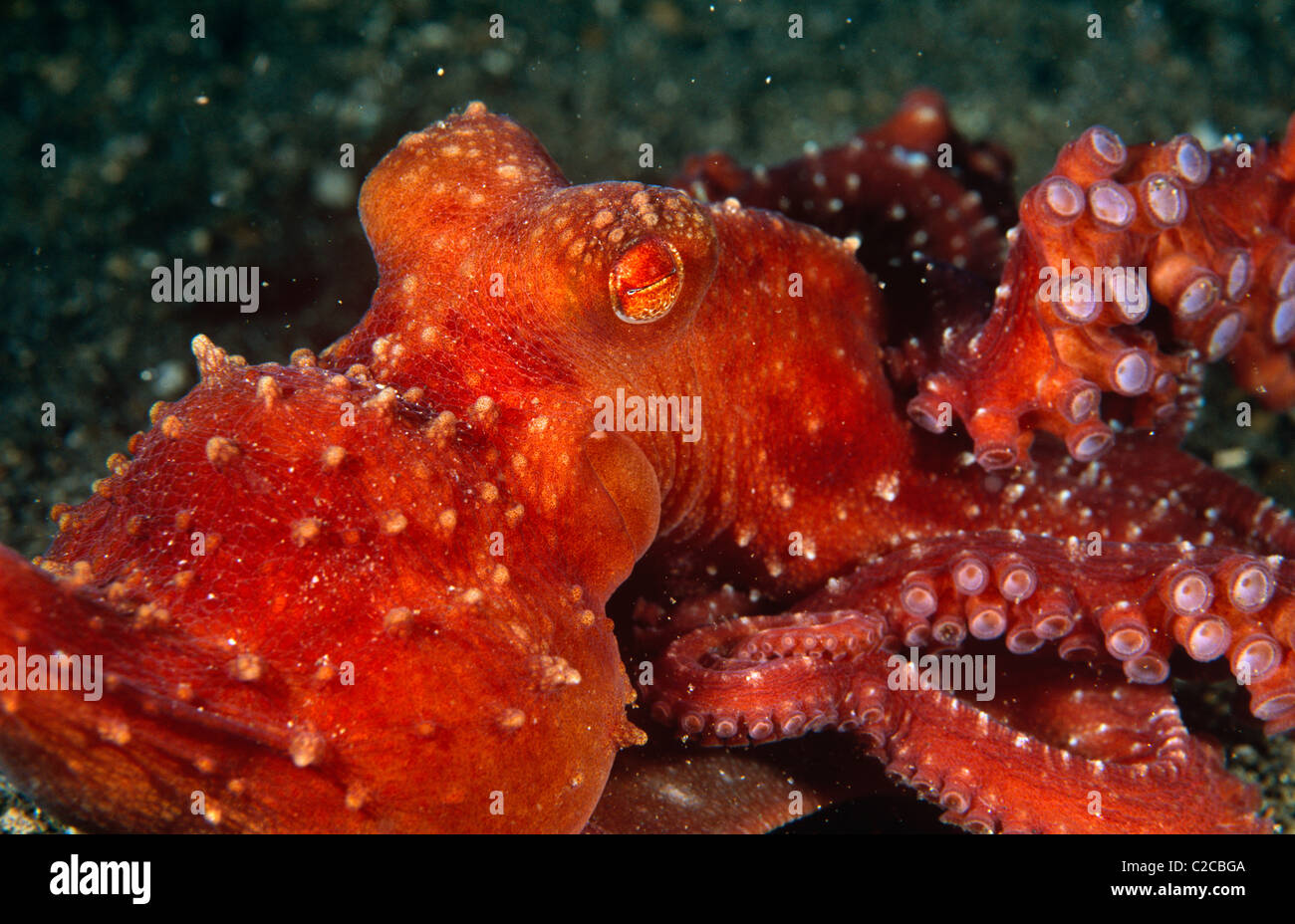 Starry Night Octopus, Callistoctopus luteus, Lembeh Straits, near Bitung, Sulawesi, Indonesia, Asia Stock Photo