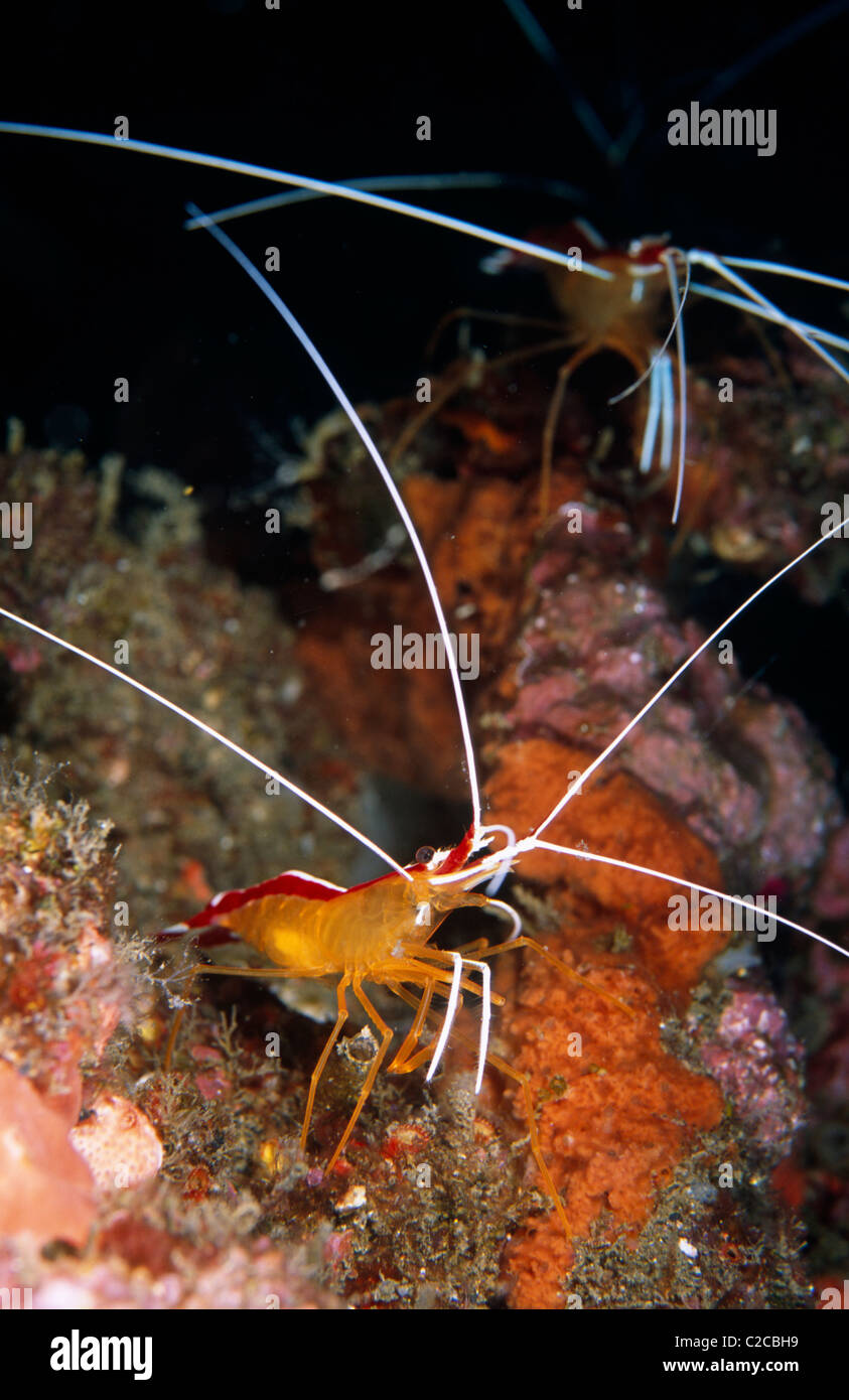 Pair of Hump-back Cleaner Shrimps (Lysmata amboinensis), Lembeh Straits, near Bitung, Sulawesi, Indonesia, Asia Stock Photo