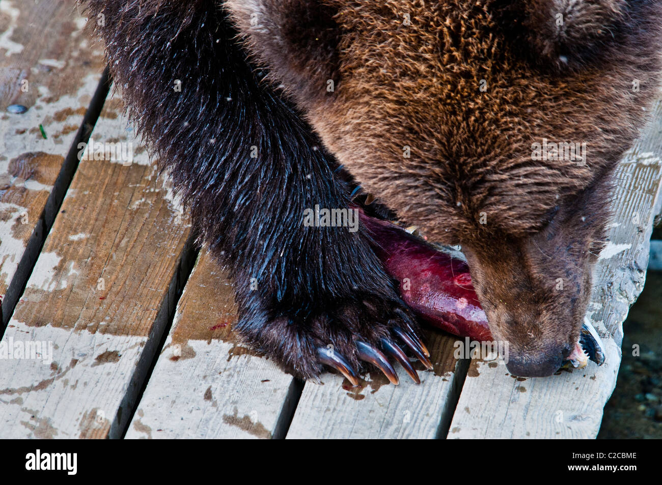 Grizzly Bear, Ursus arctos horriblis, Eating Salmon on the Boardwalk at Brooks River, Katmai National Park, Alaska, USA Stock Photo
