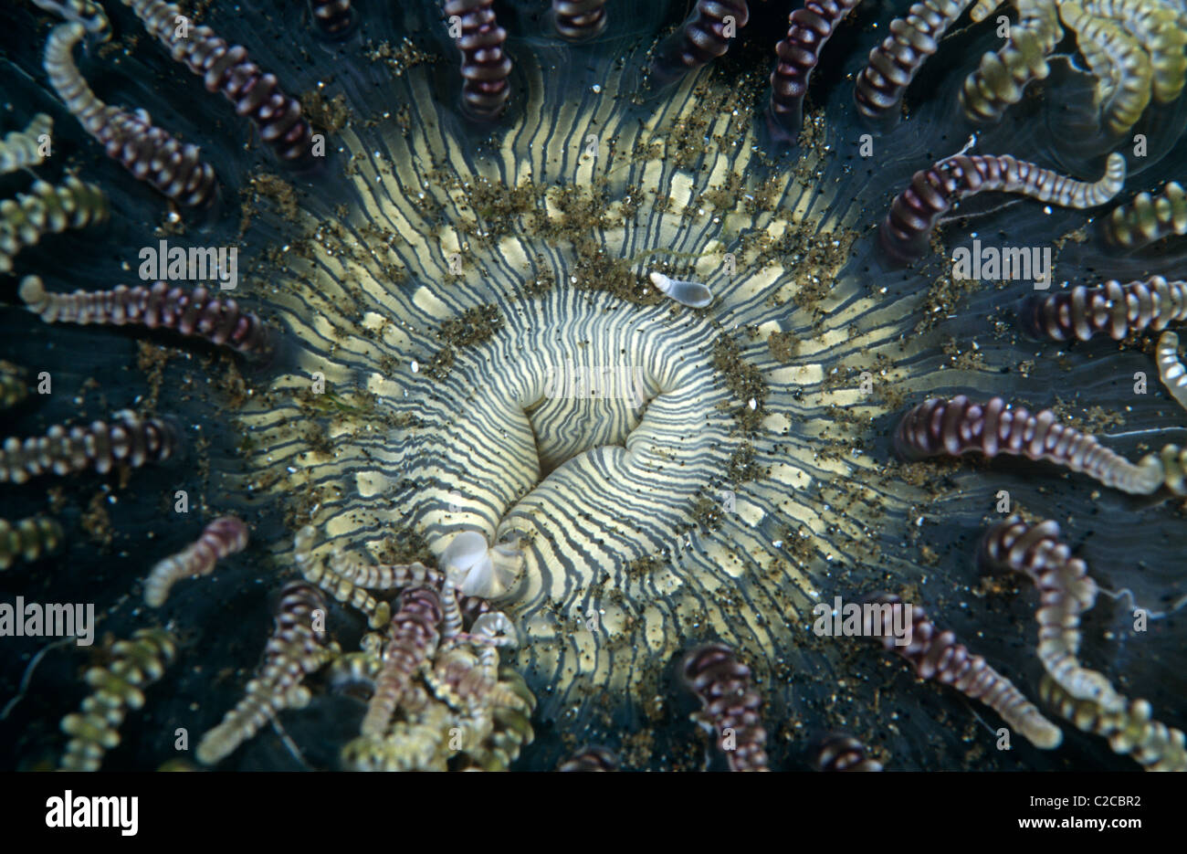 Beaded Sea Anemone, Heteractis aurora, Secret Bay, Gilimanuk, Bali, Indonesia Stock Photo