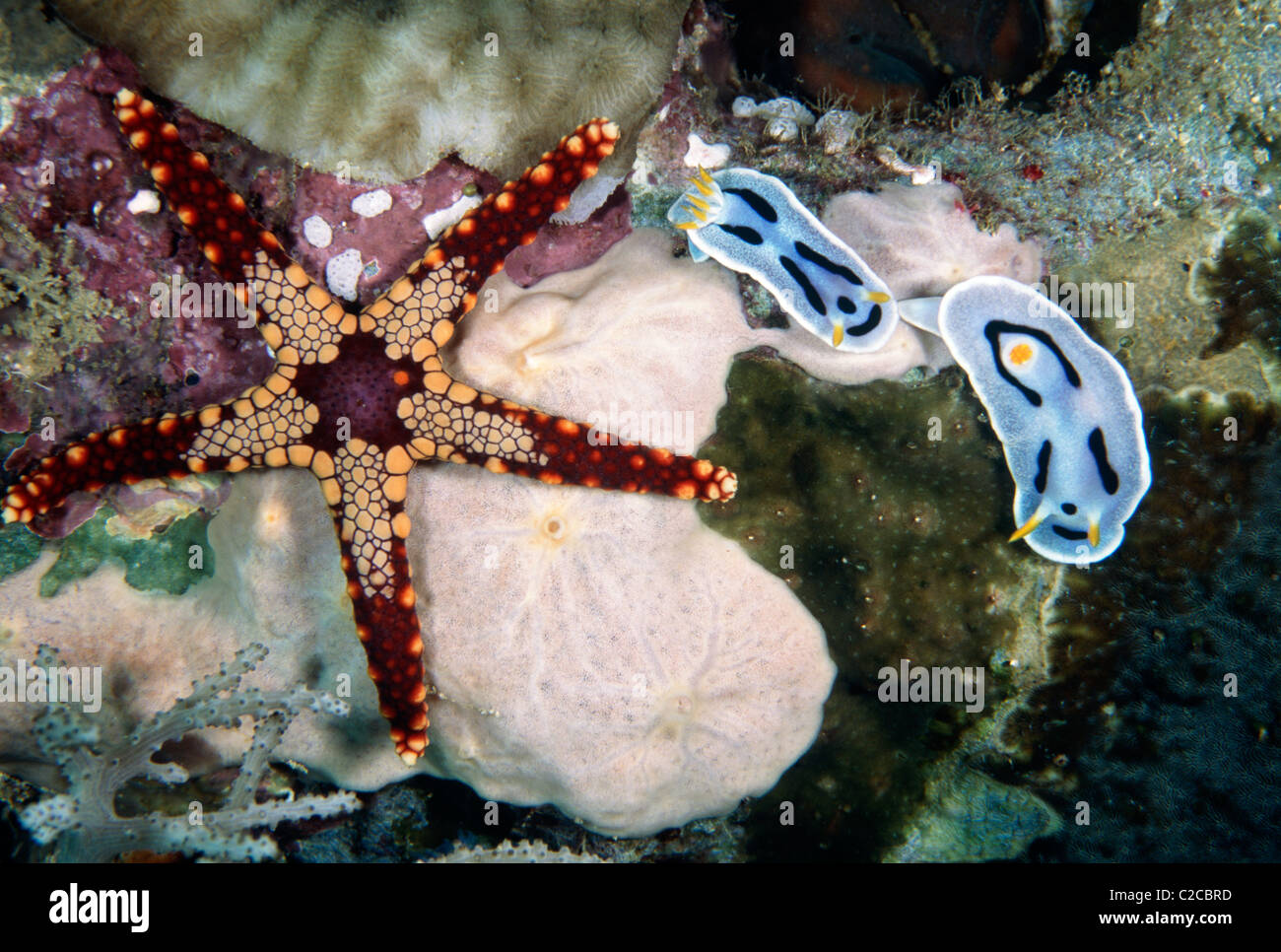 Pair of Diana's Chromodoris Nudibranch, Chromodoris dianae, and Heffernan's Sea Star, Fromia heffernani, Menjangan Island, Bali, Indonesia, Asia Stock Photo