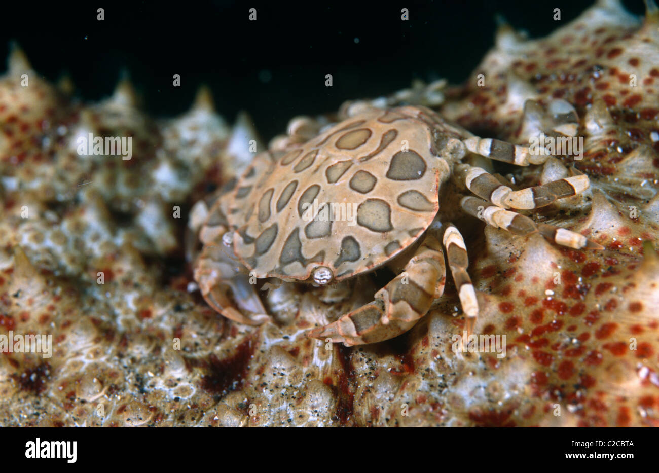 Harlequin Crab, Lissocarcinus orbicularis, on Amberfish Sea Cucumber, Thelenota anax, Lembeh Straits, Sulawesi, Indonesia, Asia Stock Photo
