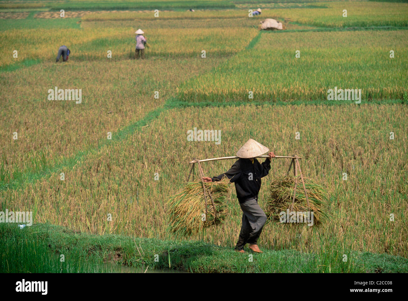 Heart Rice Paddy rice paddy fields, near Hạ Long Bay, Quảng Ninh Province, Vietnam, Asia ...
