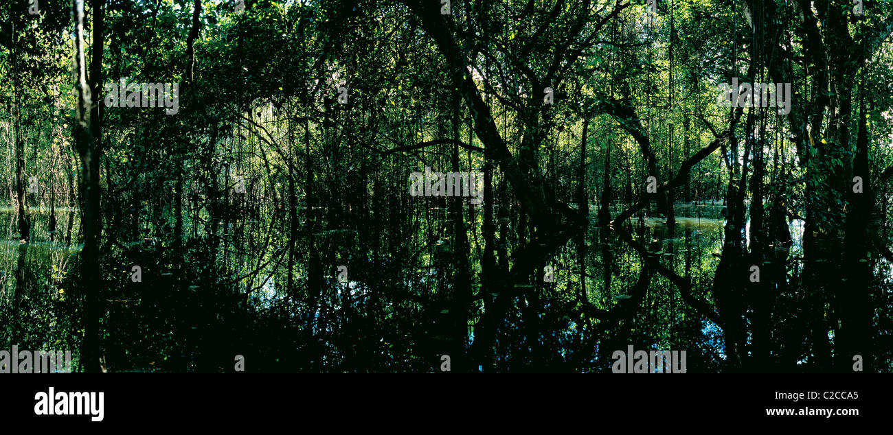 Flooded forest by the Javaé River, Bananal Island, Tocantins State, Amazon, Brazil. Stock Photo