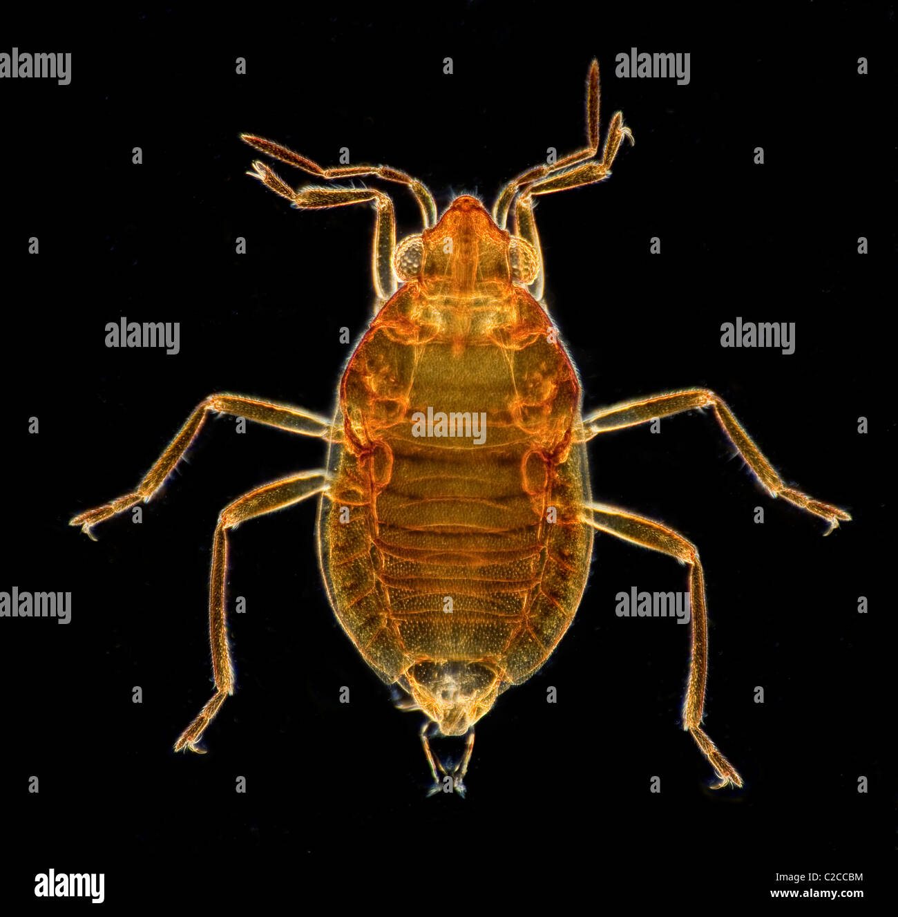 Dark field photomicrograph of a water bug Stock Photo