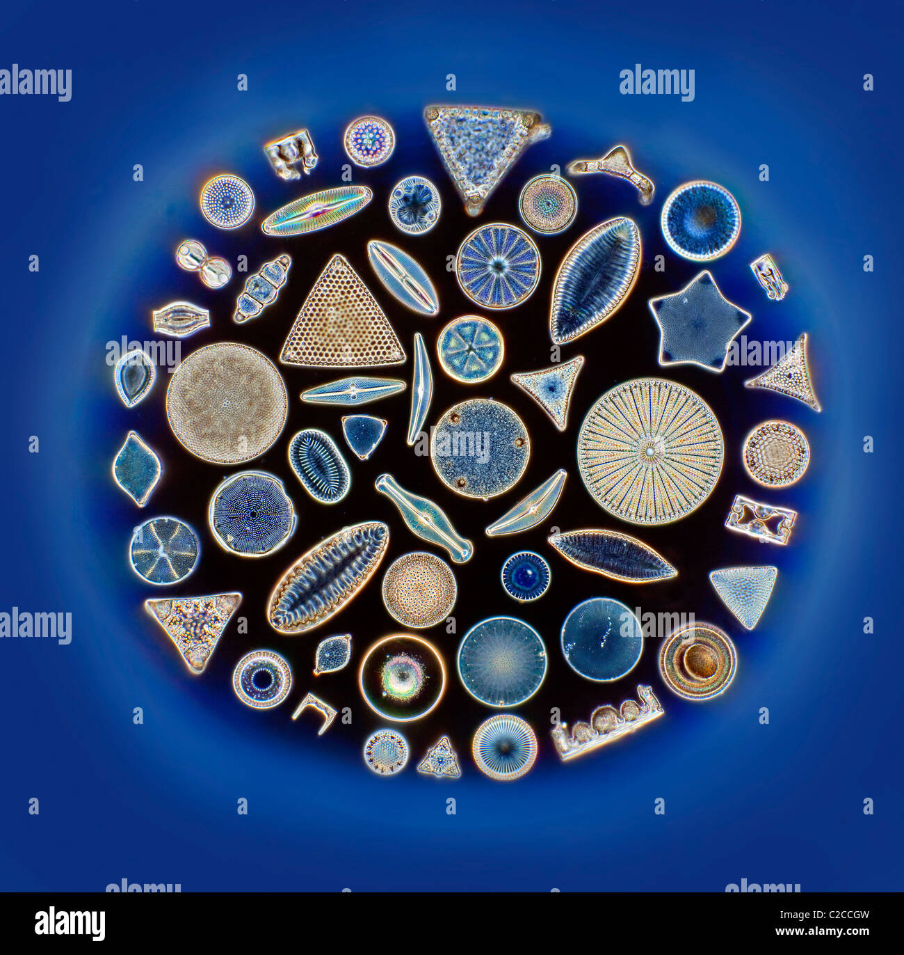 Diatoms strewn variety phytoplankton Stock Photo