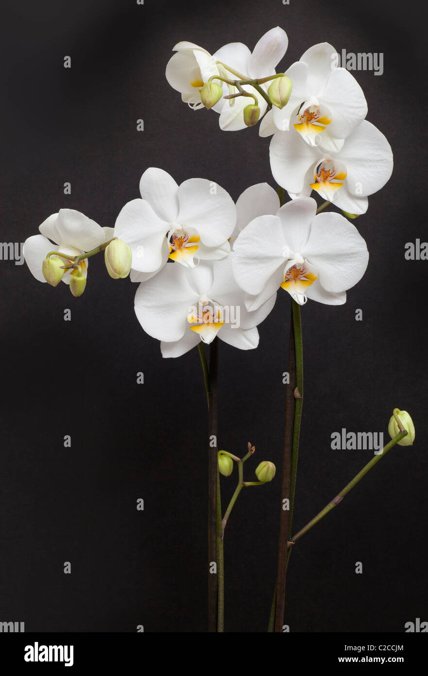 White moth orchids, Phalaenopsis sp. Stock Photo