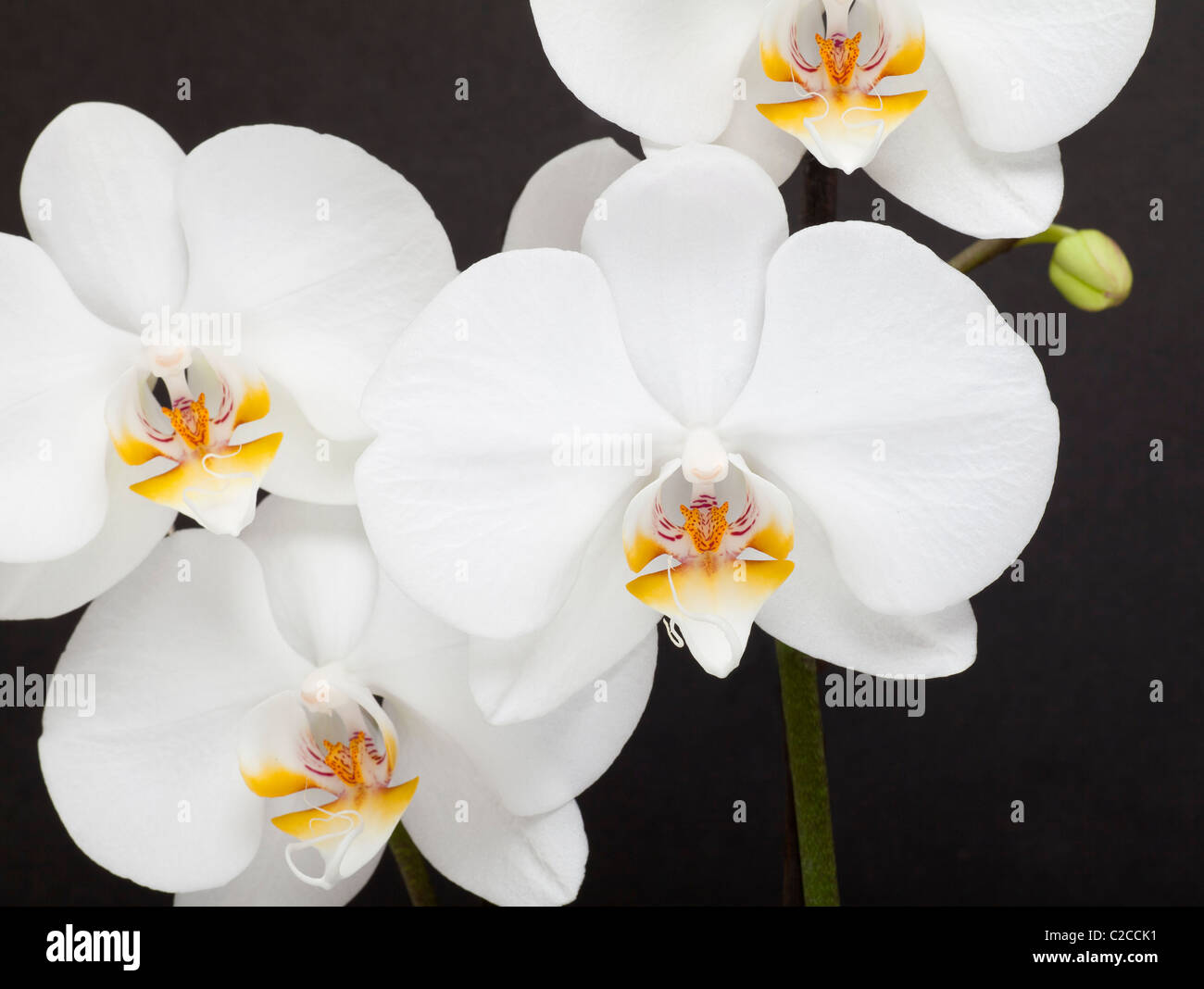 White moth orchids, Phalaenopsis sp. Stock Photo