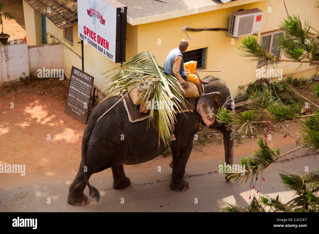 A working elephant in Arpora, Goa India. Stock Photo