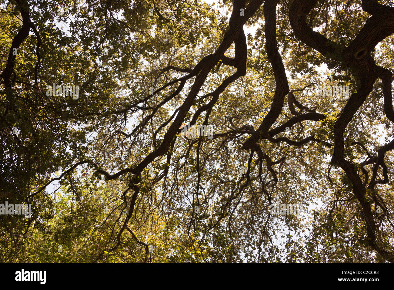 Pattern of tree branches San Antonio Texas USA Stock Photo