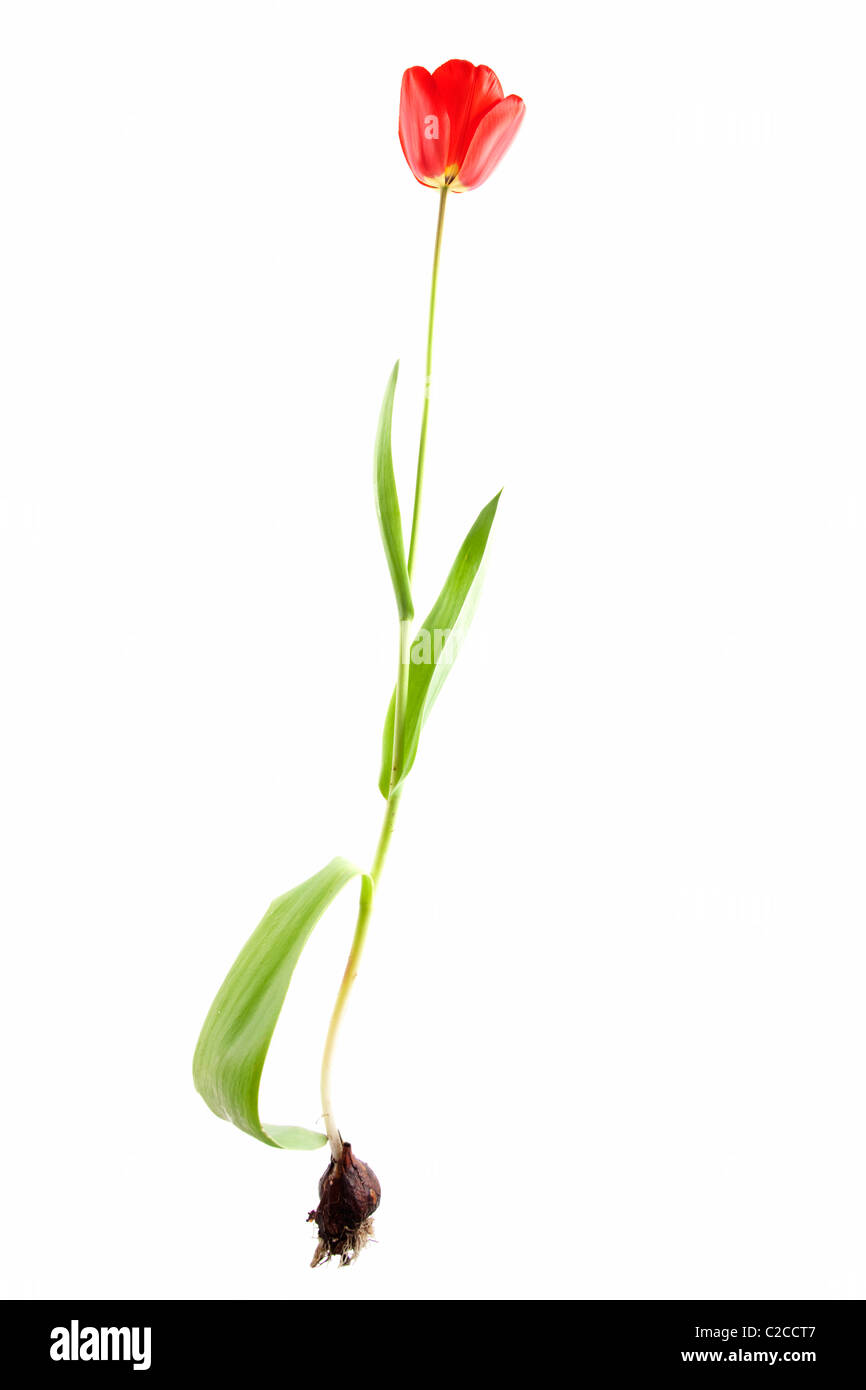 tulipa gesneriana isolated on white background Stock Photo