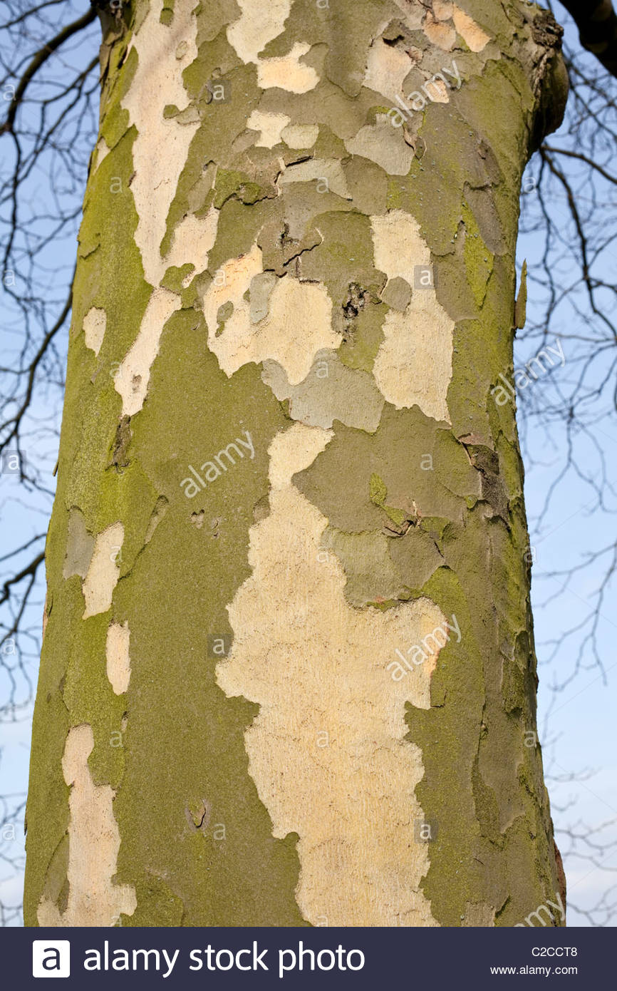 Close up of London Plane tree bark Stock Photo Alamy