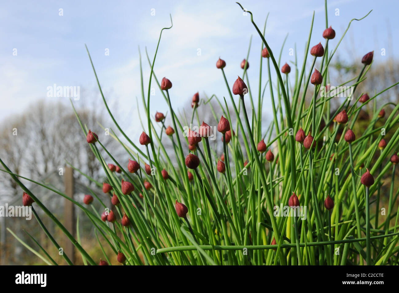 Flower buds on a chives plant Stock Photo