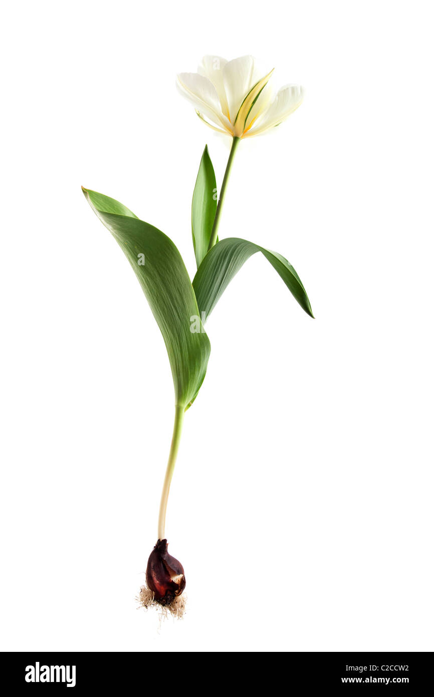 exotic emperor tulip on isolated white background Stock Photo