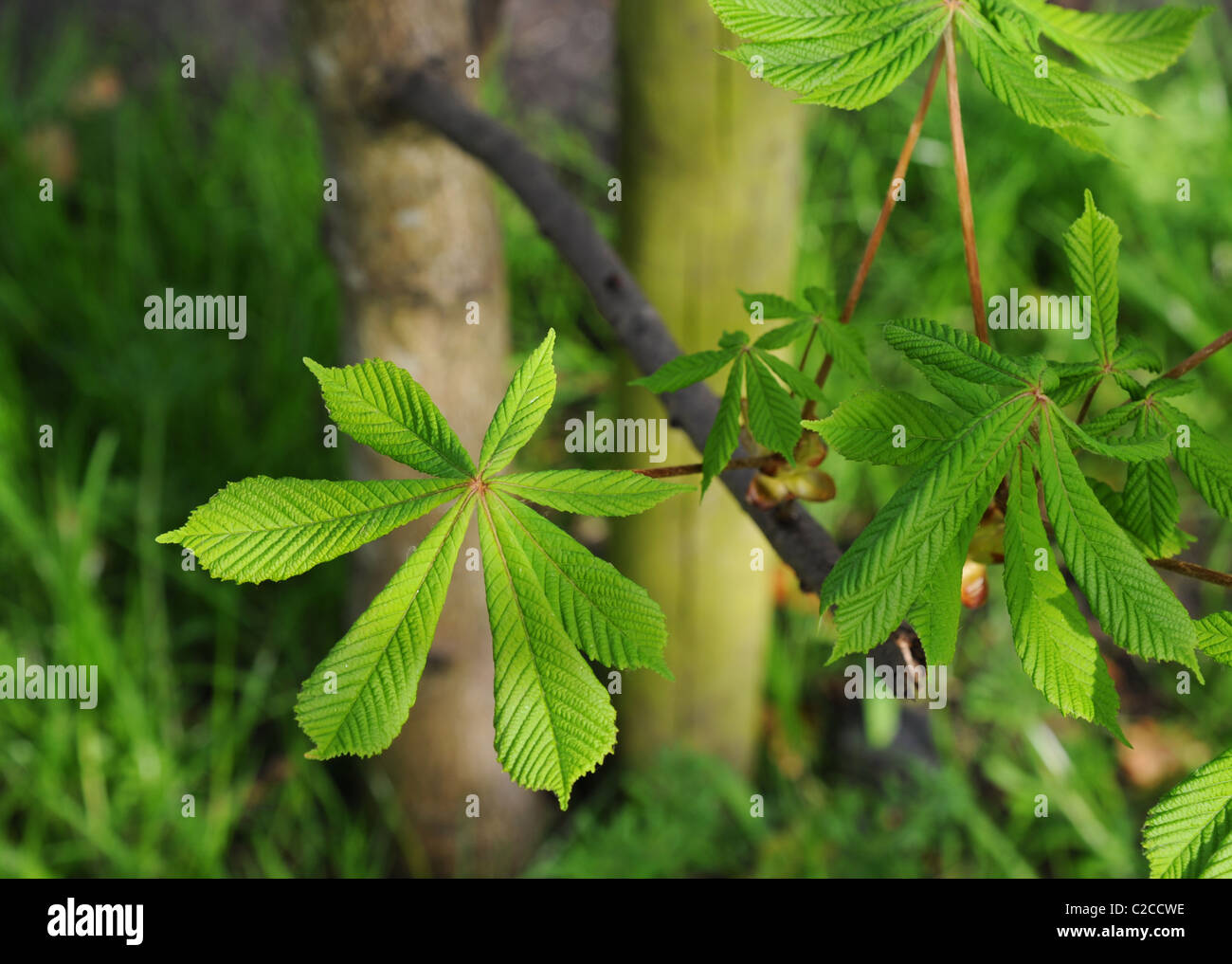 Young horse chestnut leaves in spring Stock Photo Alamy