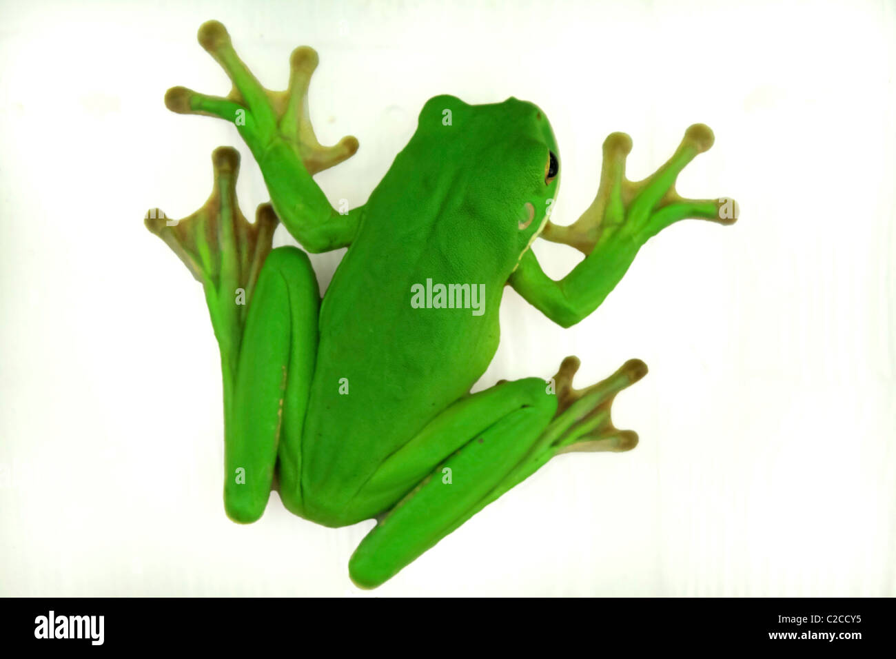 A green tree frog on a white background Stock Photo - Alamy