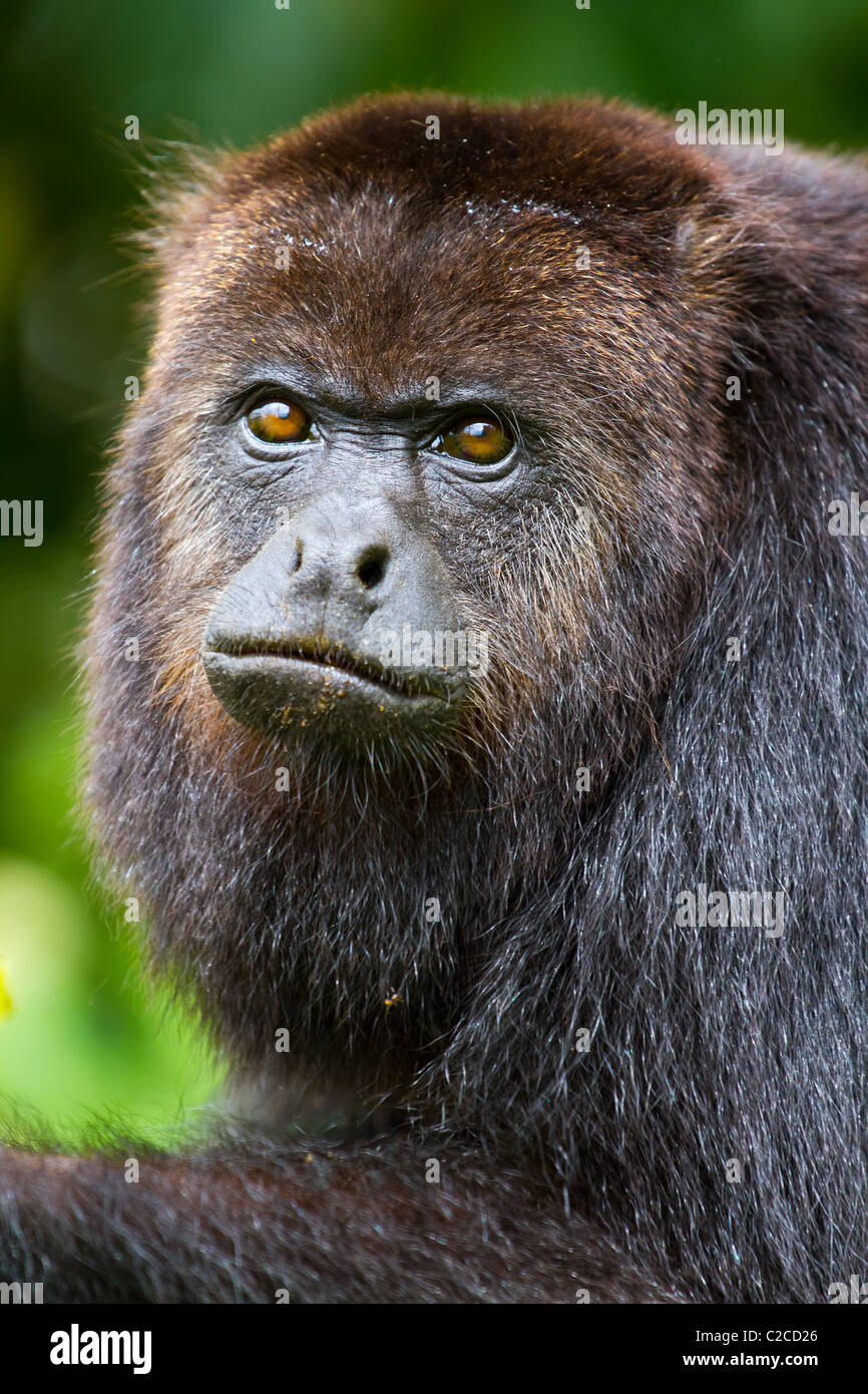 A close up of howler monkey in the wild, Belize. Stock Photo