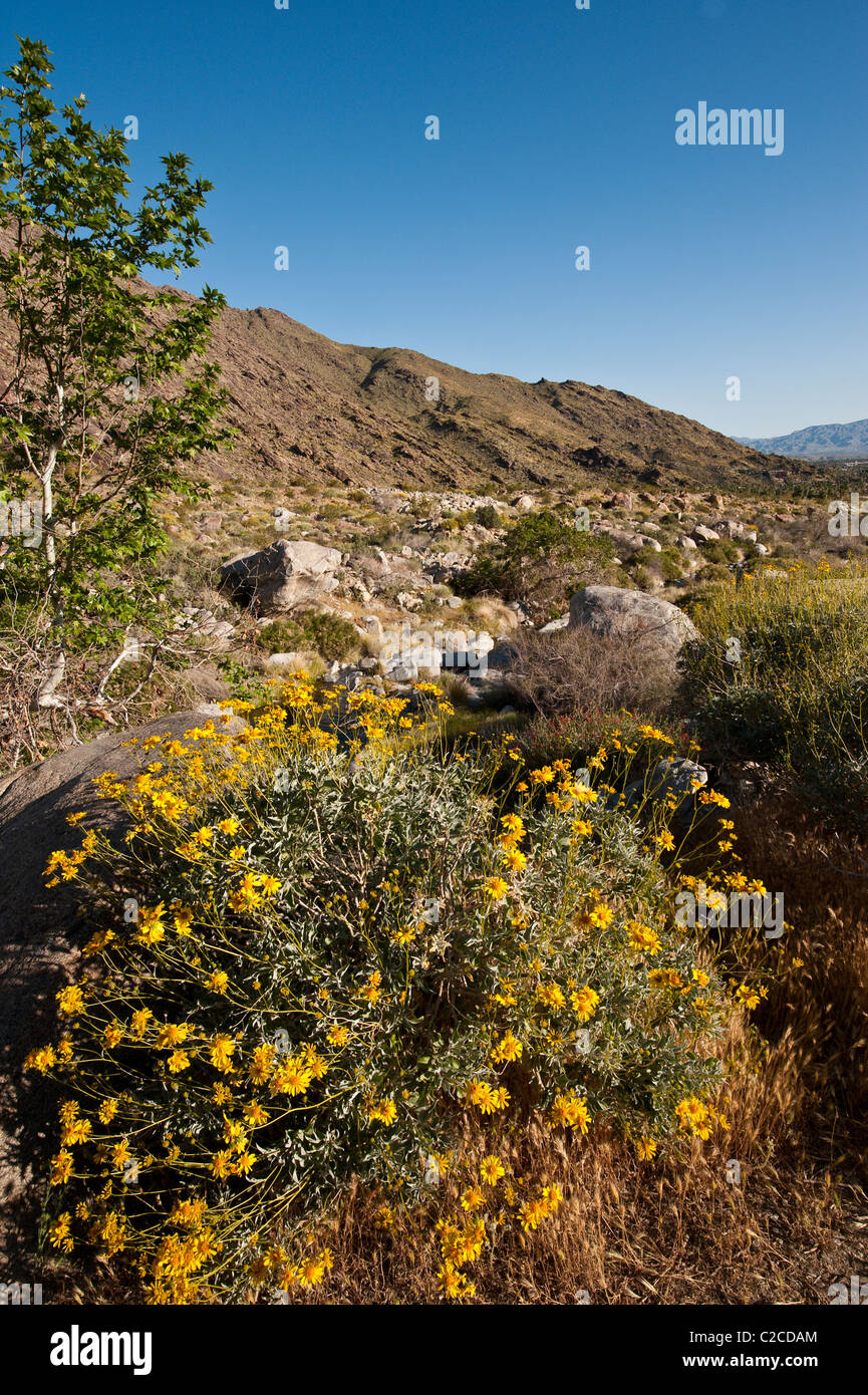 Brittlebush (Encelia farinosa) in Picacho Peak Wilderness, Blythe, California. Stock Photo