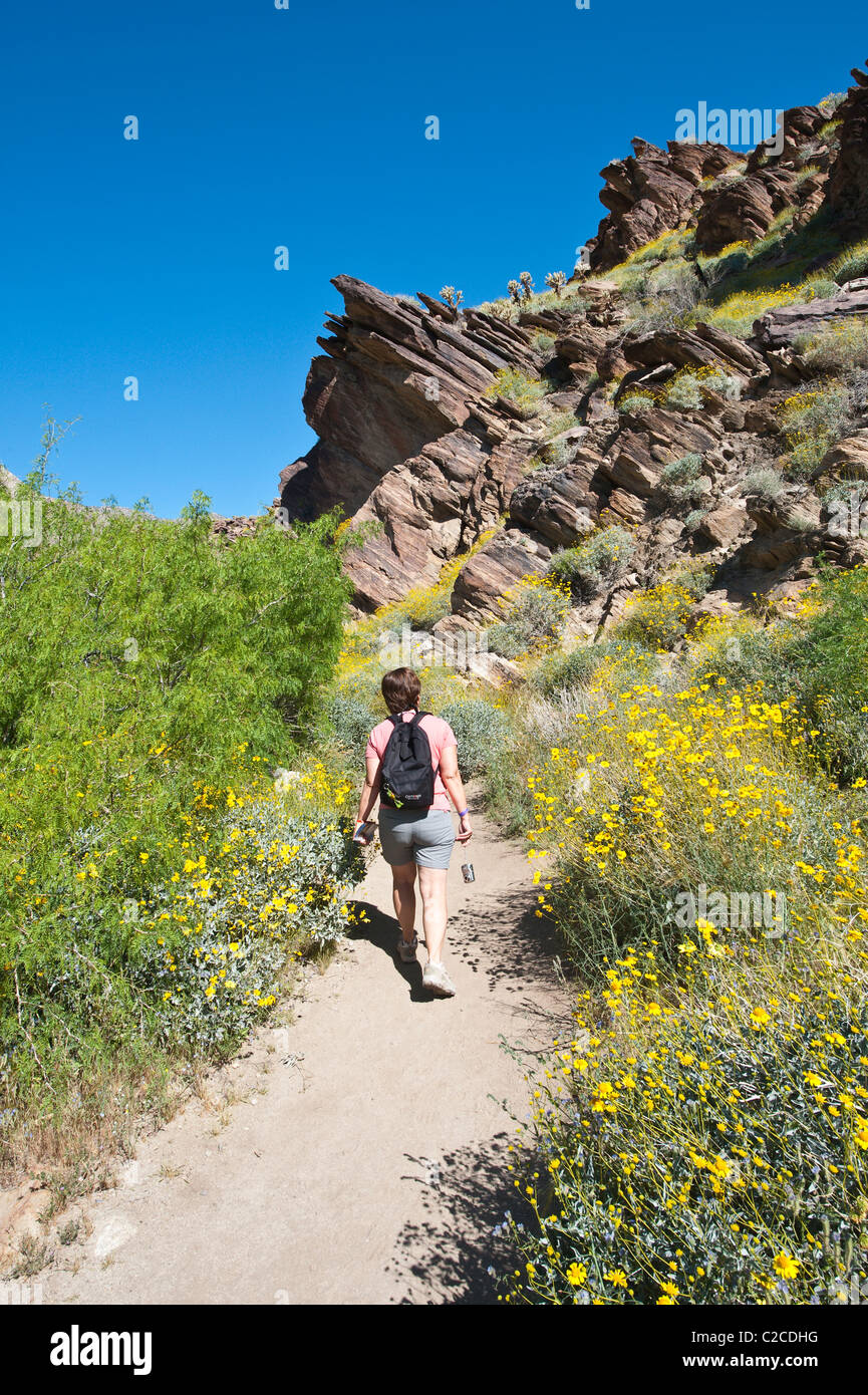 Palm Springs, California. Hiking in Andreas Canyon, Indian Canyons. (MR) Stock Photo