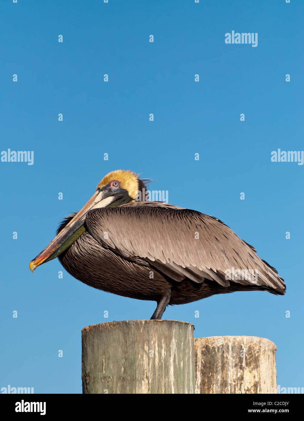 Pelican on piling hi-res stock photography and images - Alamy