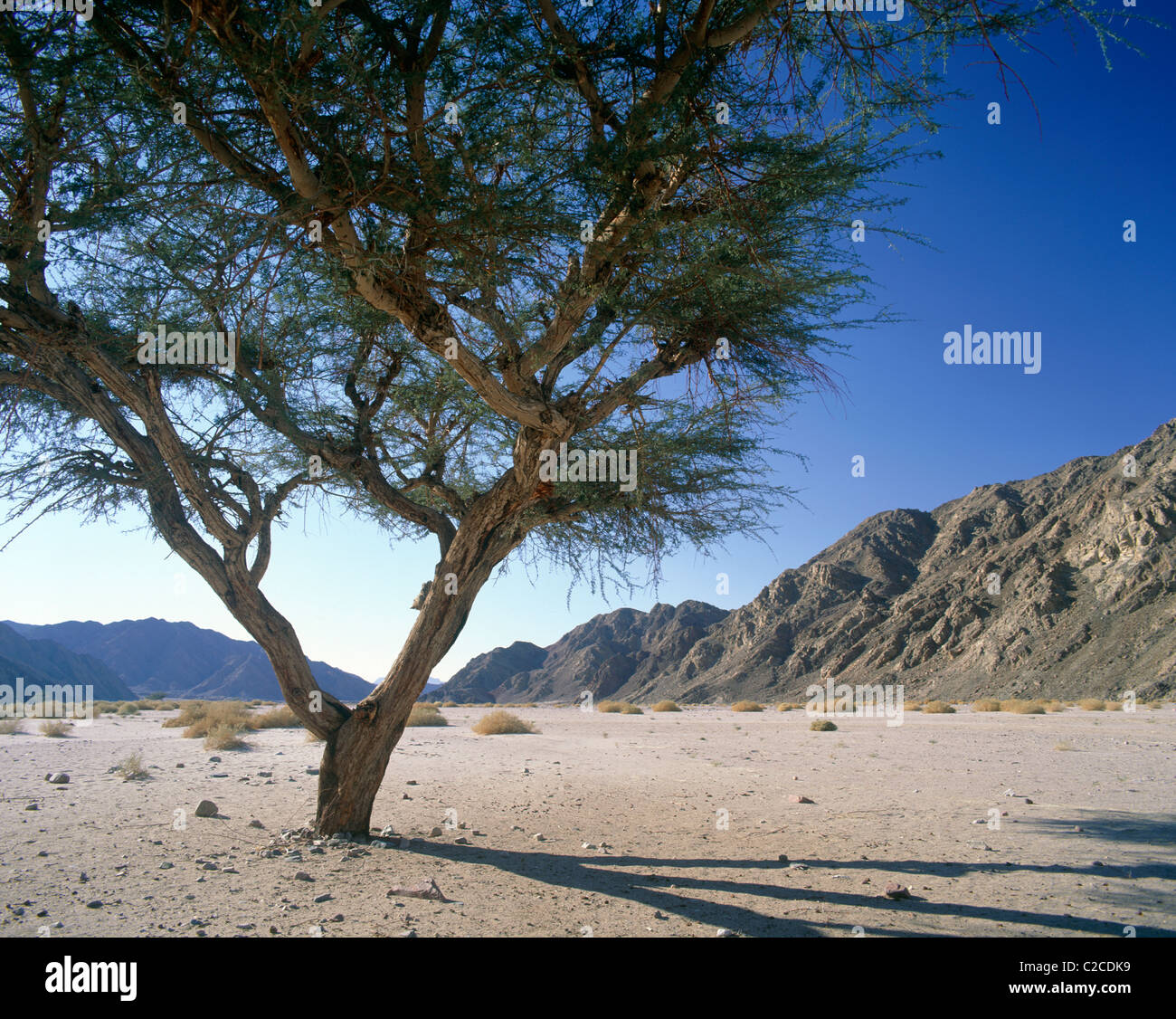 Acacia tree sinai desert egypt hires stock photography and images Alamy