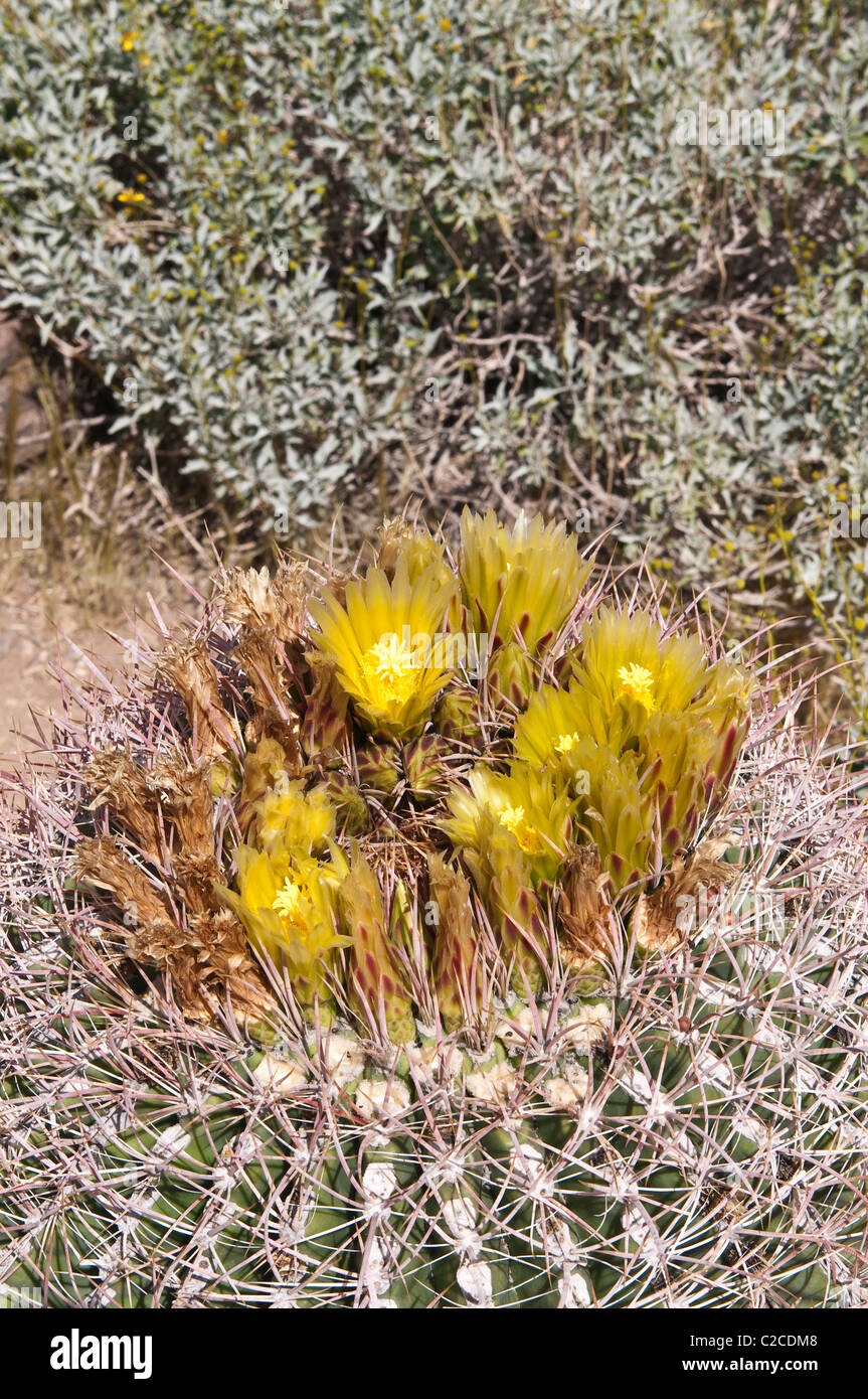 Palm Springs, California. Barrel cactus (ferocactus acanthodes) in Andreas Canyon, Indian Canyons. Stock Photo