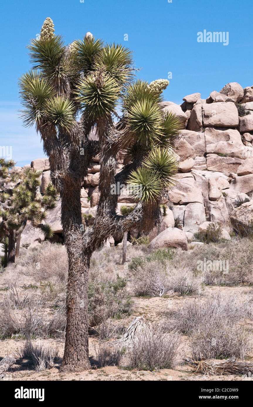 California. Blooming Joshua Tree (Yucca brevifolia), Joshua Tree