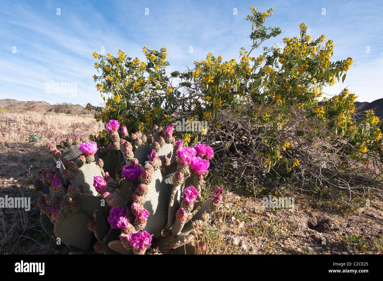 California. Beavertail Cactus (Opuntia basilaris), Joshua Tree National Park. Stock Photo