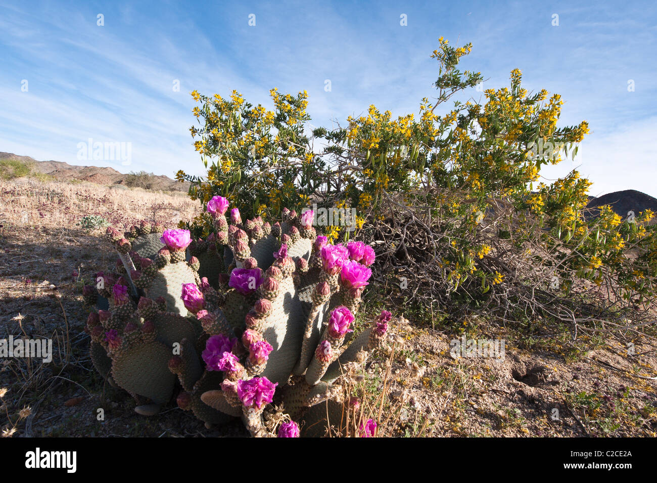 California. Beavertail Cactus (Opuntia basilaris), Joshua Tree National Park. Stock Photo
