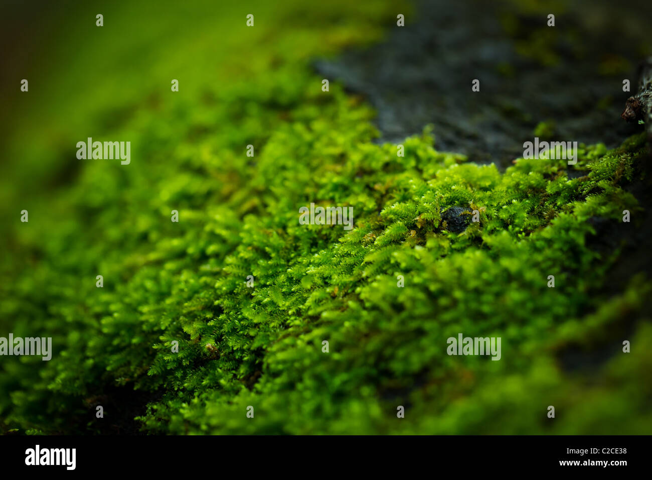 Moss families hi-res stock photography and images - Alamy