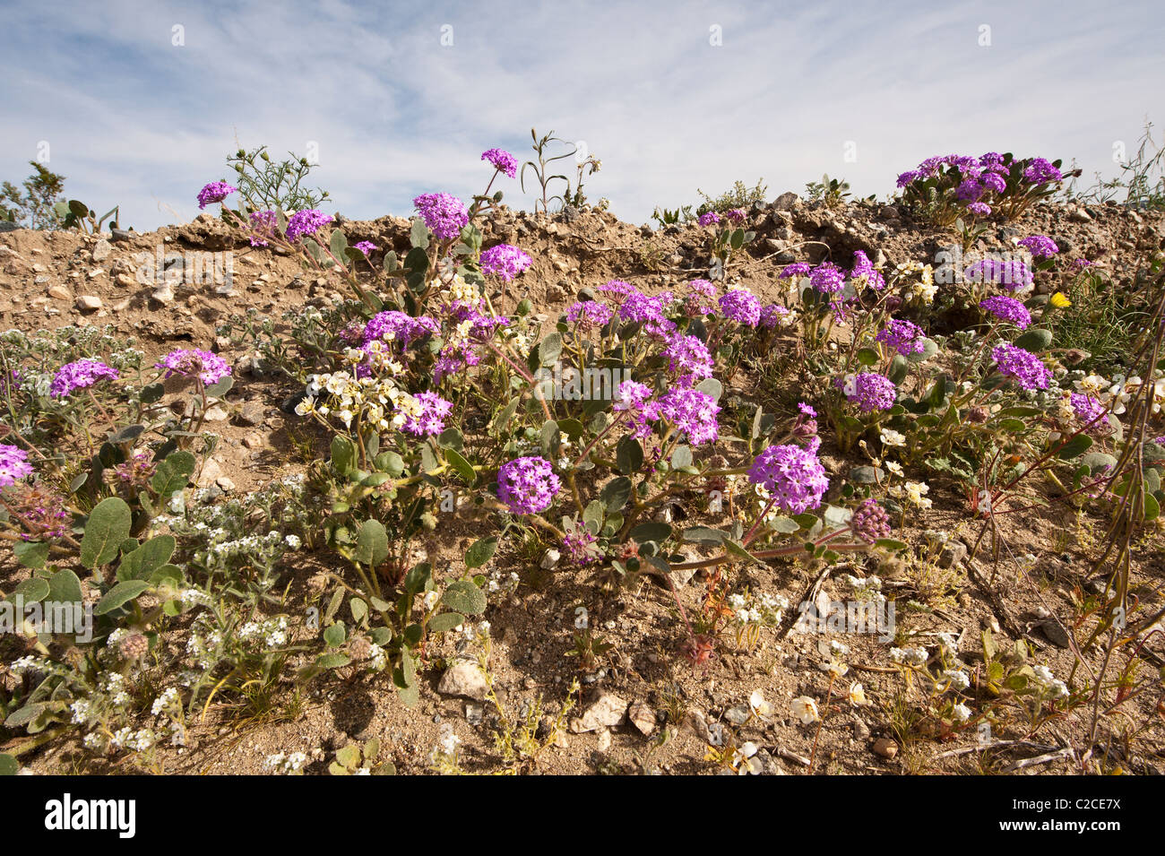 California. Sand Verbena Abronia villosa, Joshua Tree National Park. Stock Photo
