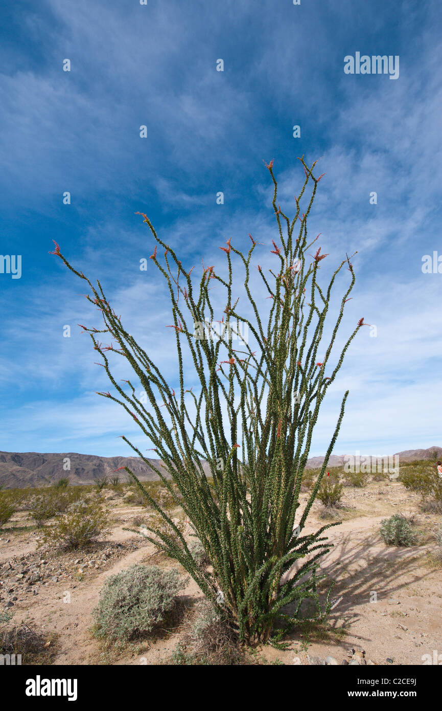 California. Ocotillo Fouquieria splendens, Joshua Tree National Park