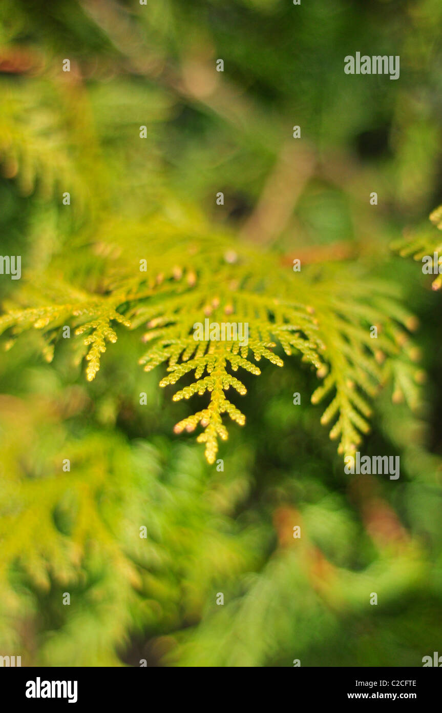 Pine tree needles Stock Photo Alamy